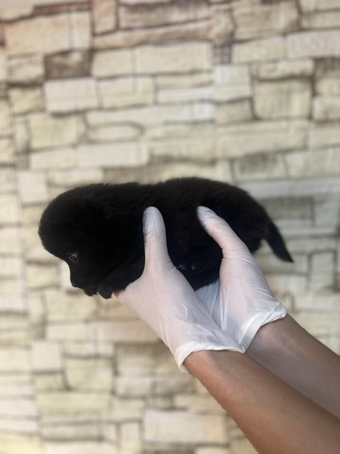 埼玉県の甲斐犬 (ペッツスマイル加須インター店/2025年8月30日生まれ/女の子/黒虎)の子犬の3枚目の画像