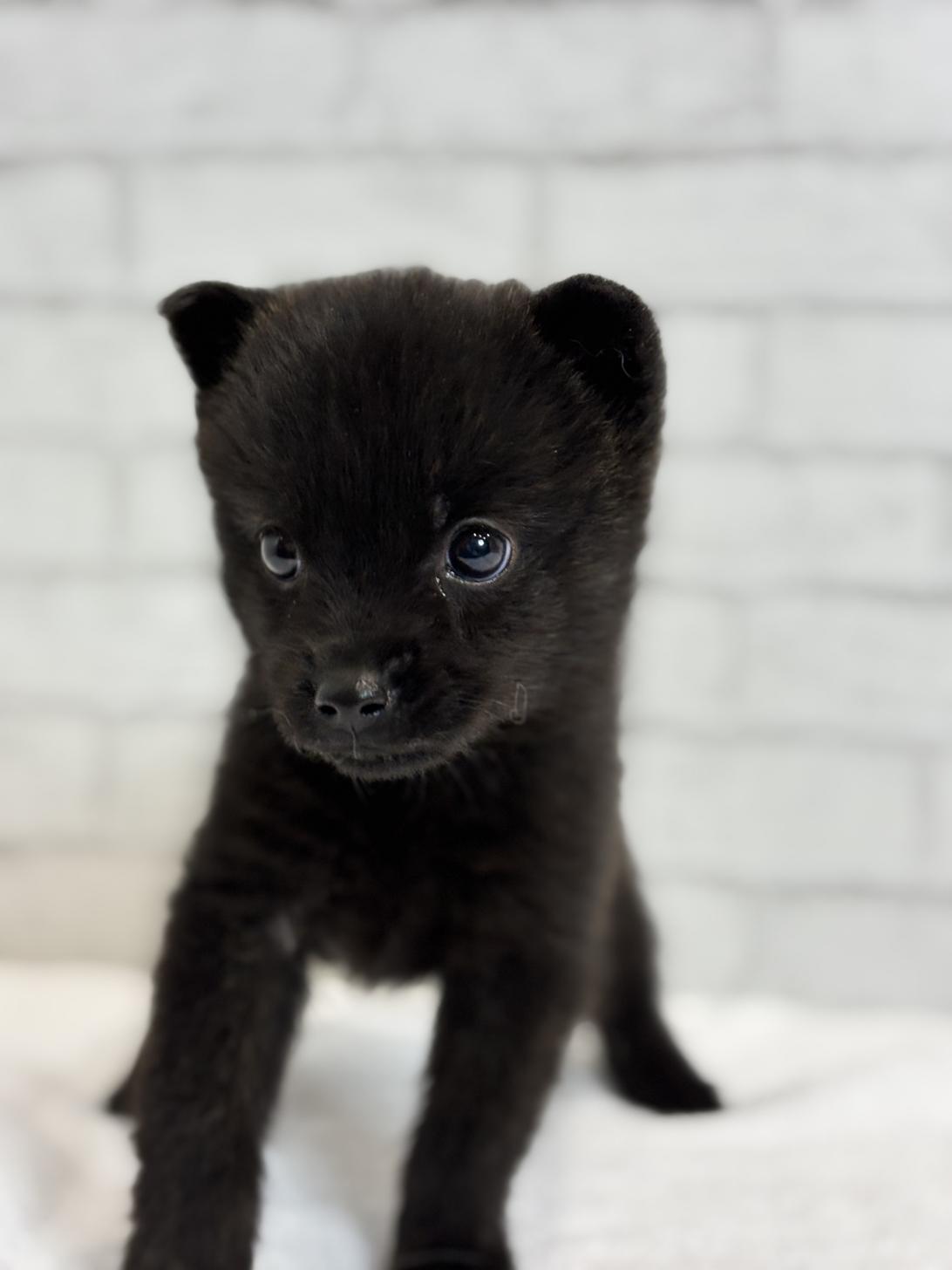 埼玉県の甲斐犬 (ペッツスマイル加須インター店/2025年8月30日生まれ/女の子/黒虎)の子犬の3枚目の画像