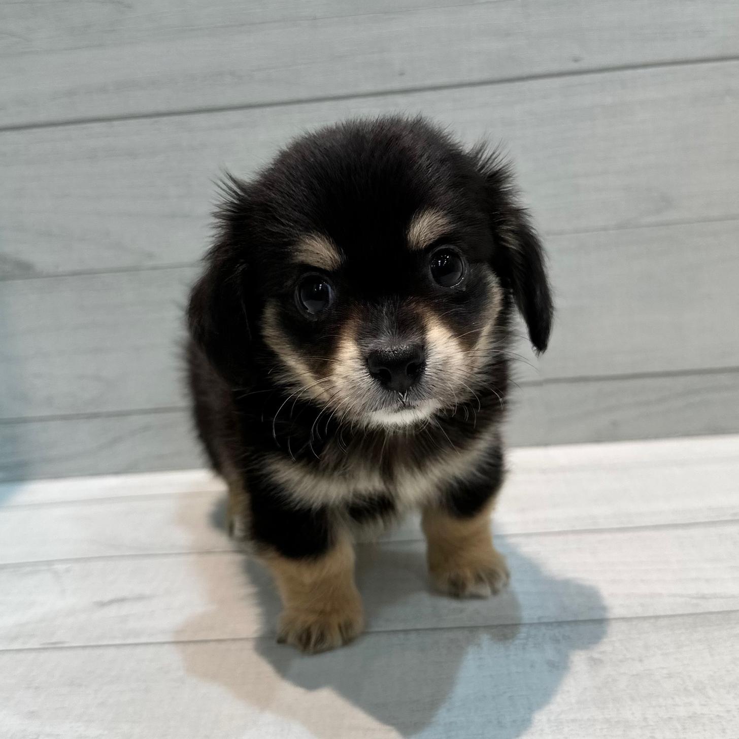 千葉県のチワックス(チワワ×ダックス) (ペピカあびこ店/2025年8月23日生まれ/男の子/ブラックタン)の子犬