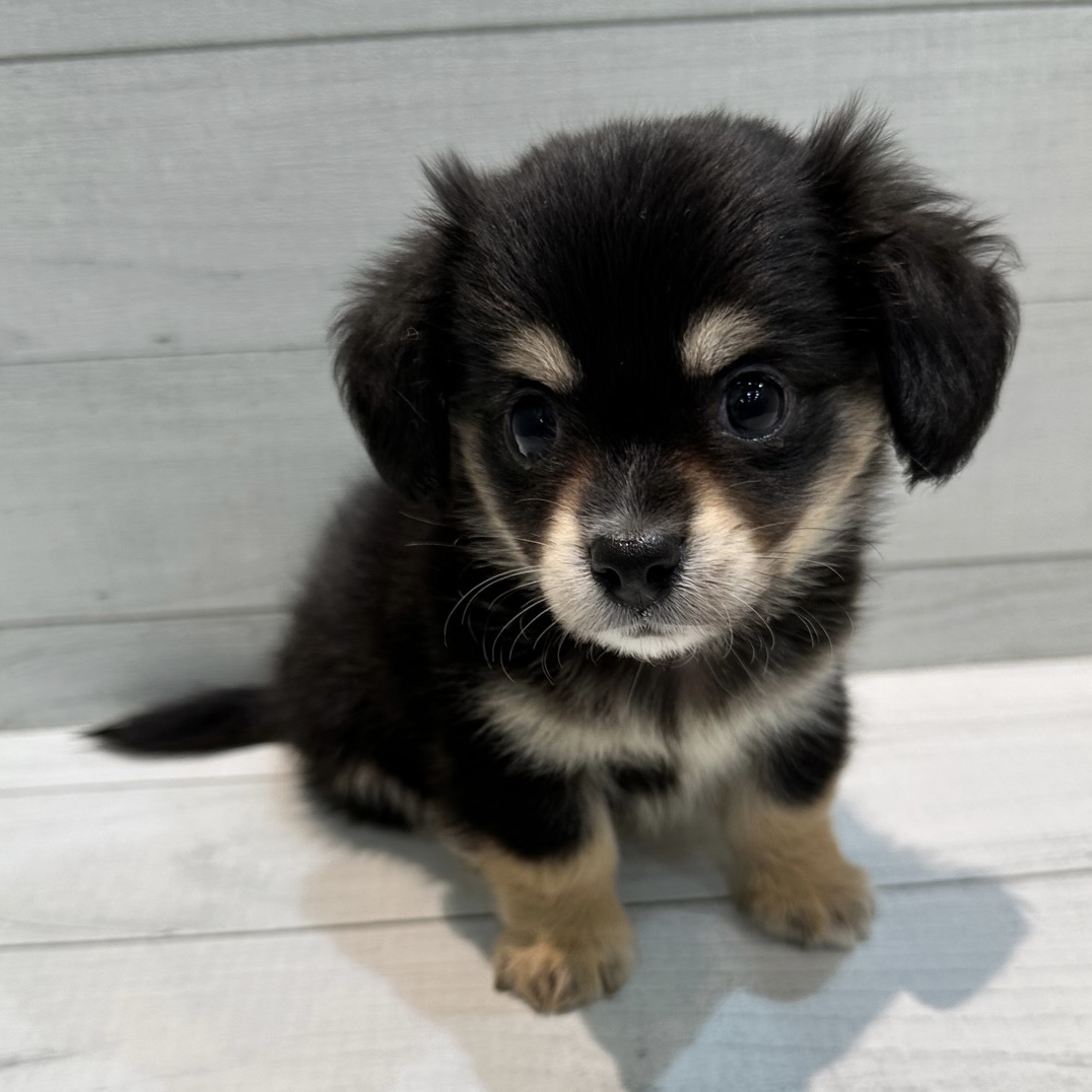 千葉犬 千葉県のチワックス(チワワ×ダックス)の子犬を価格や特徴で探す