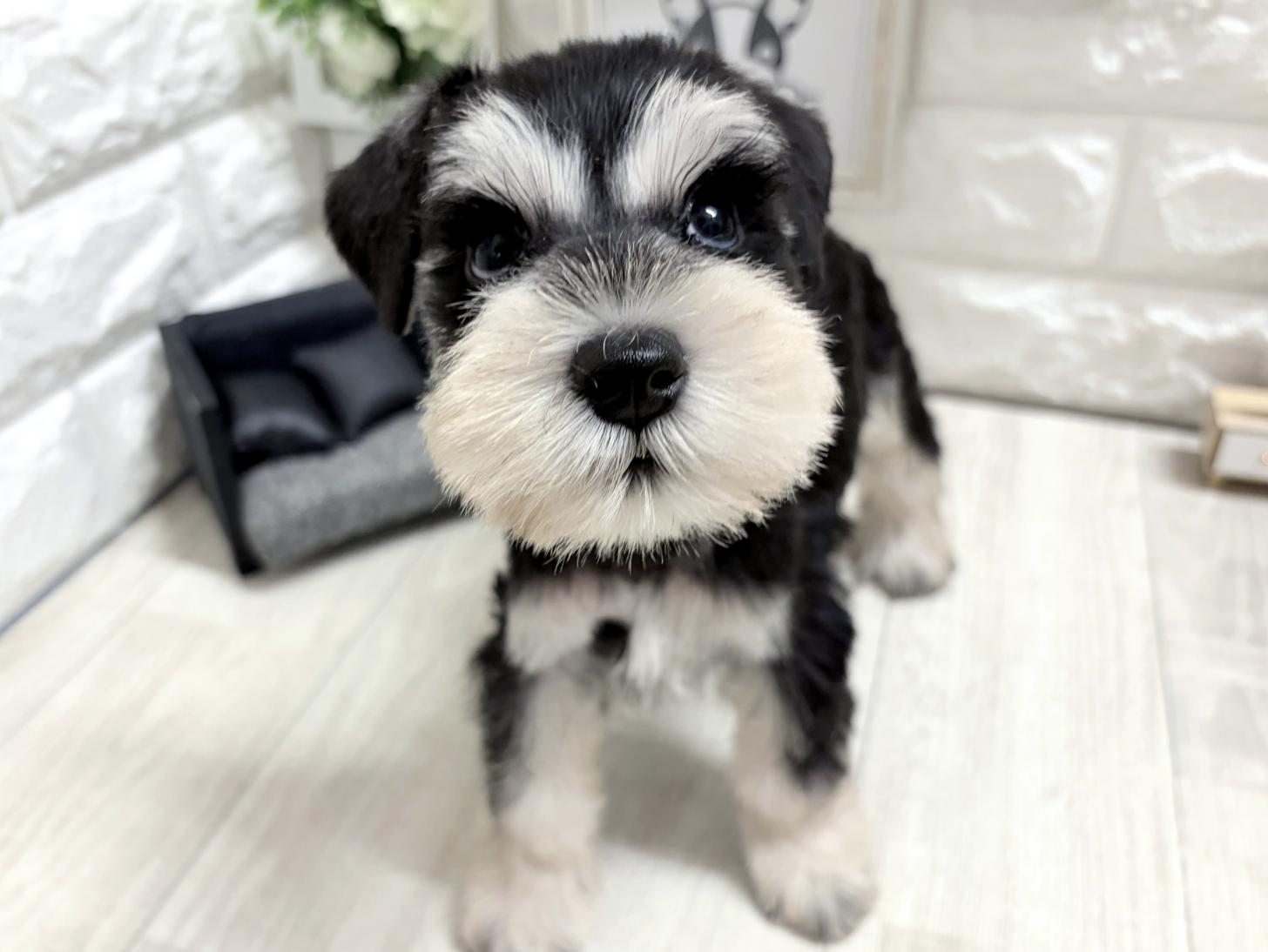 大阪府のミニチュアシュナウザー (DOGMAN平野瓜破店/2026年7月19日生まれ/女の子/ブラックシルバー)の子犬の2枚目の画像