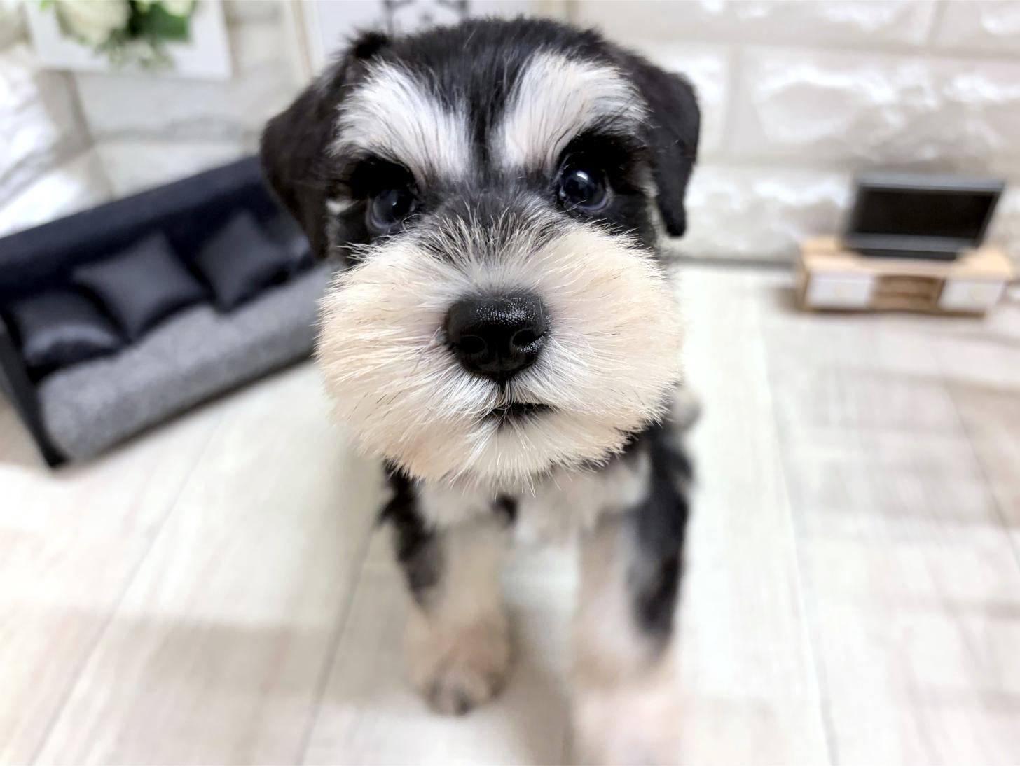 大阪府のミニチュアシュナウザー (DOGMAN平野瓜破店/2026年7月19日生まれ/女の子/ブラックシルバー)の子犬の3枚目の画像