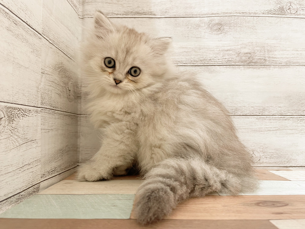 新潟県のマンチカン (竹内ペット 新津本店/2025年10月1日生まれ/女の子/シルバータビー)の子猫の1枚目の画像