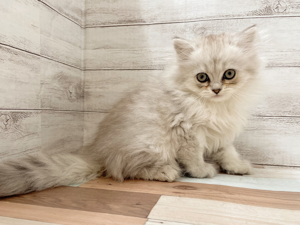 新潟県のマンチカン (竹内ペット 新津本店/2025年10月1日生まれ/女の子/シルバータビー)の子猫の2枚目の画像