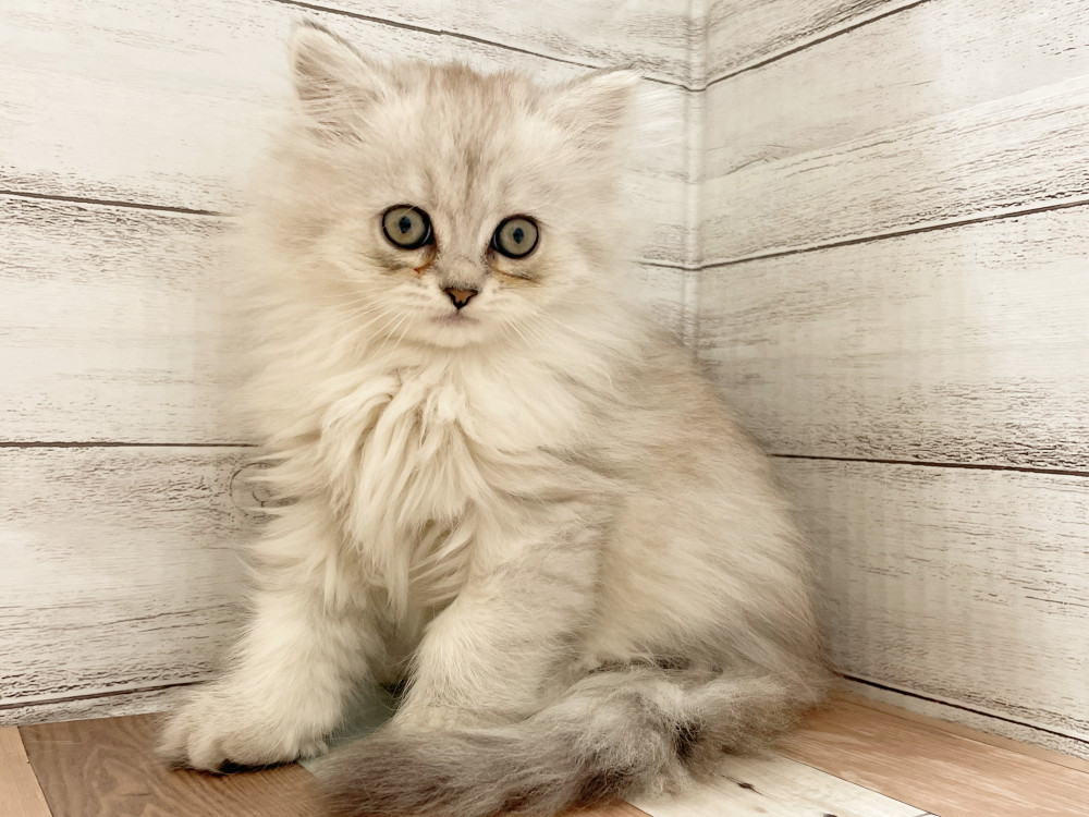 新潟県のマンチカン (竹内ペット 新津本店/2025年10月1日生まれ/女の子/シルバータビー)の子猫の3枚目の画像