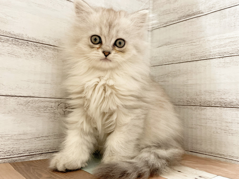 新潟県のマンチカン (竹内ペット 新津本店/2025年10月1日生まれ/女の子/シルバータビー)の子猫の4枚目の画像