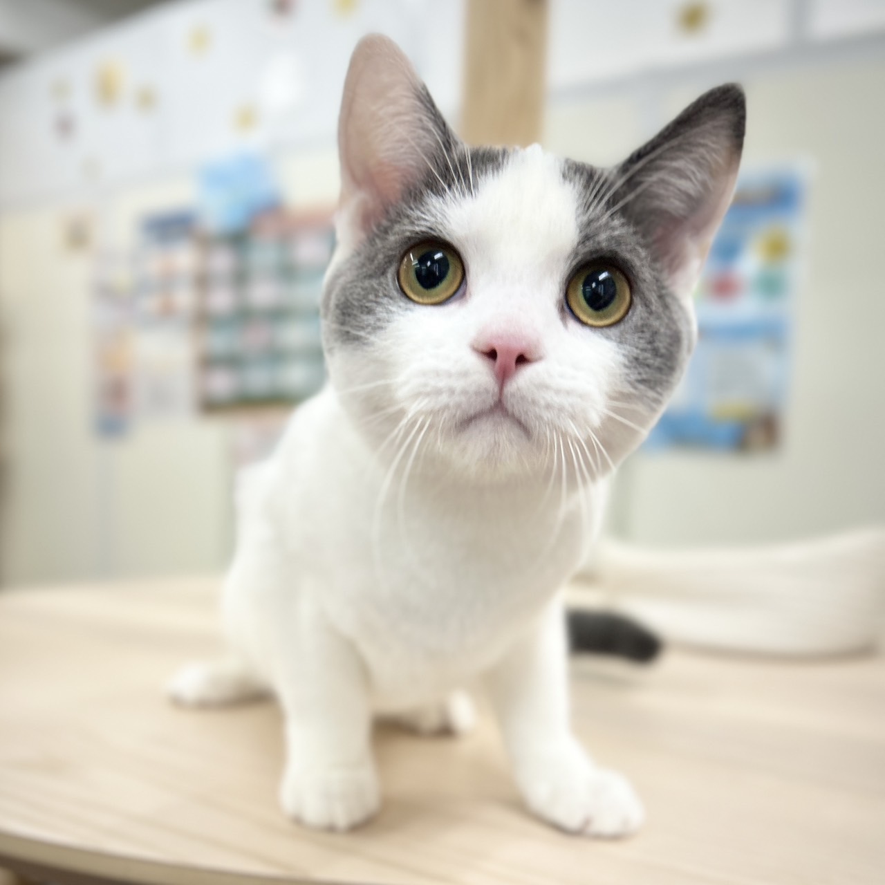 神奈川県のスコティッシュフォールド (にゃんこハウスPAW/2025年6月30日生まれ/男の子/ブルーホワイト)の子猫の1枚目の画像