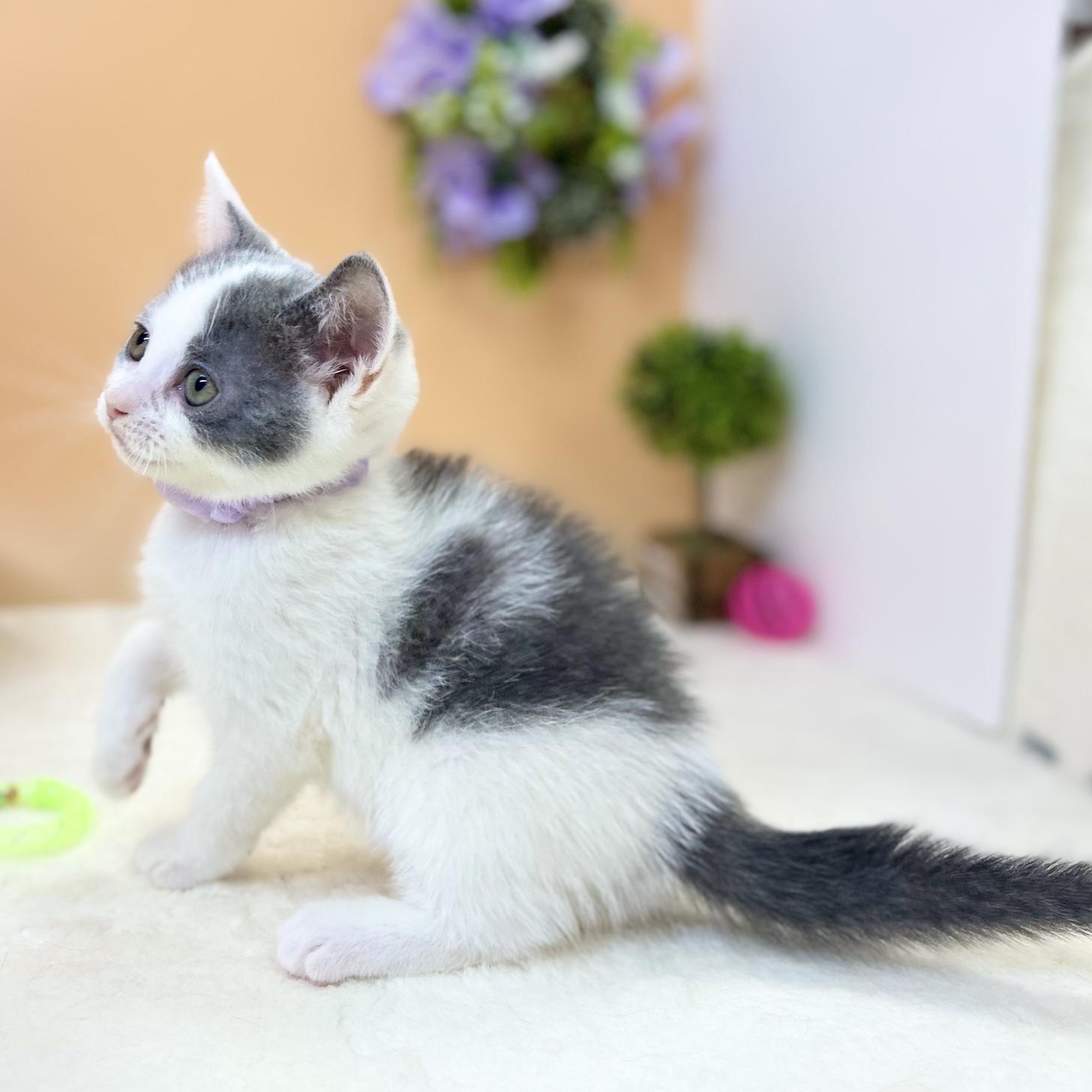 神奈川県のスコティッシュフォールド (にゃんこハウスPAW/2025年6月30日生まれ/男の子/ブルーホワイト)の子猫の2枚目の画像