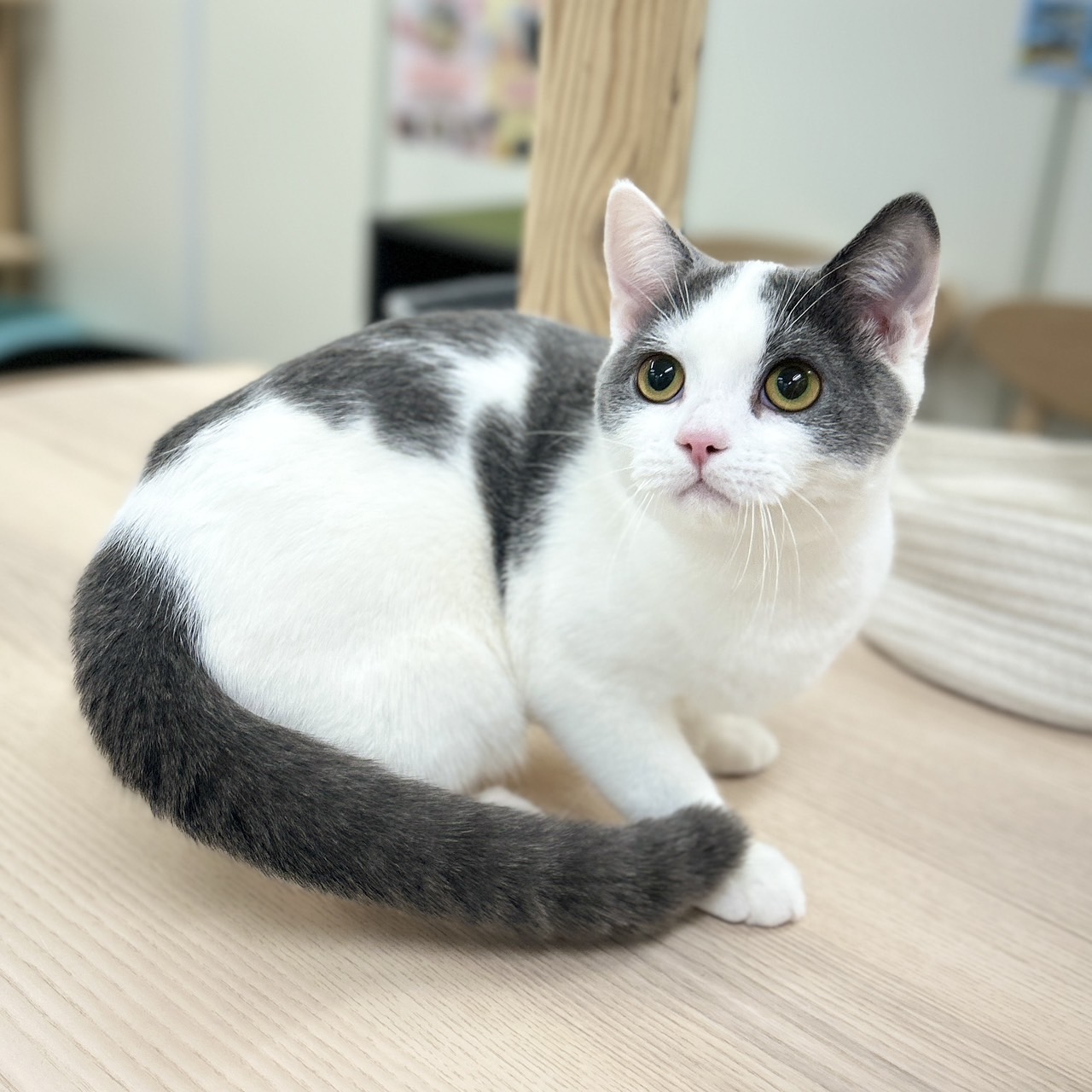 神奈川県のスコティッシュフォールド (にゃんこハウスPAW/2025年6月30日生まれ/男の子/ブルーホワイト)の子猫の2枚目の画像