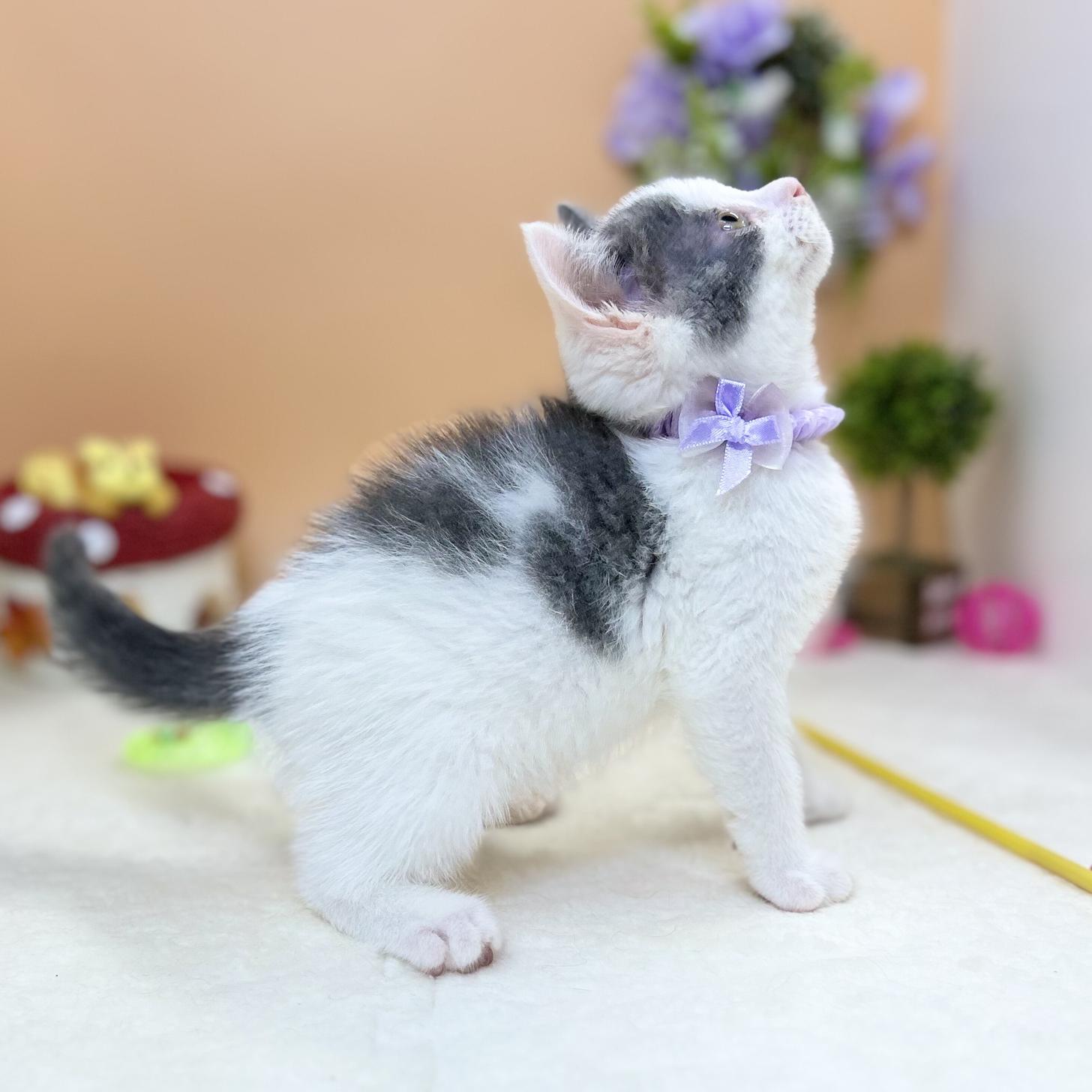 神奈川県のスコティッシュフォールド (にゃんこハウスPAW/2025年6月30日生まれ/男の子/ブルーホワイト)の子猫の3枚目の画像