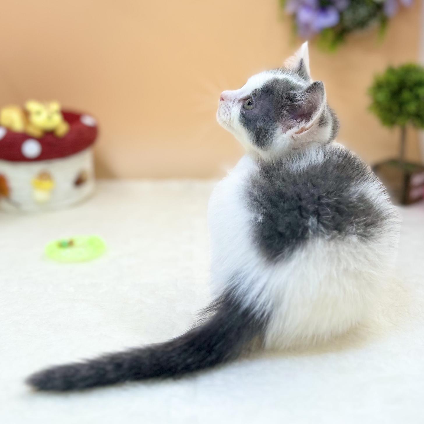 神奈川県のスコティッシュフォールド (にゃんこハウスPAW/2025年6月30日生まれ/男の子/ブルーホワイト)の子猫の4枚目の画像