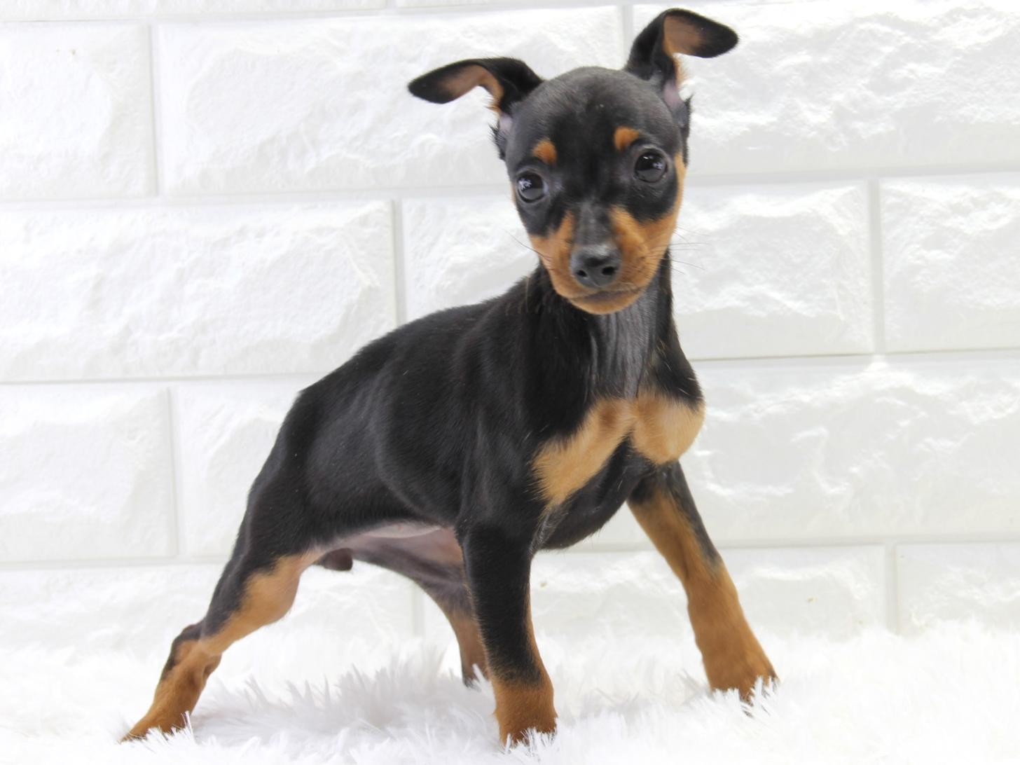 愛知県のミニチュアピンシャー (猫福家 名古屋南店/2025年12月9日生まれ/女の子/ブラックタン)の子犬の1枚目の画像