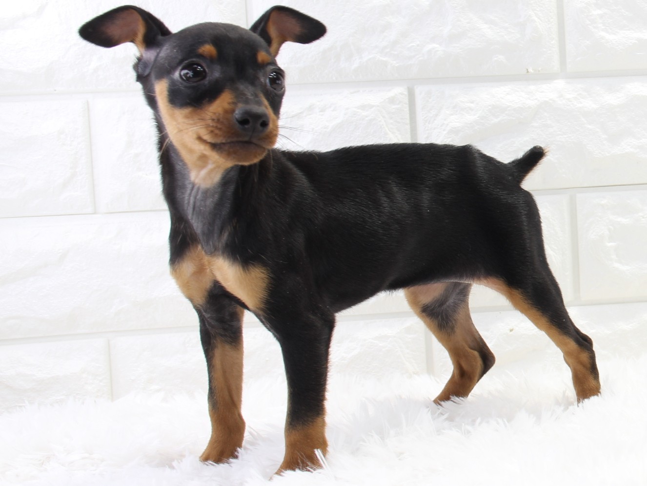 愛知県のミニチュアピンシャー (猫福家 名古屋南店/2025年12月9日生まれ/女の子/ブラックタン)の子犬の2枚目の画像