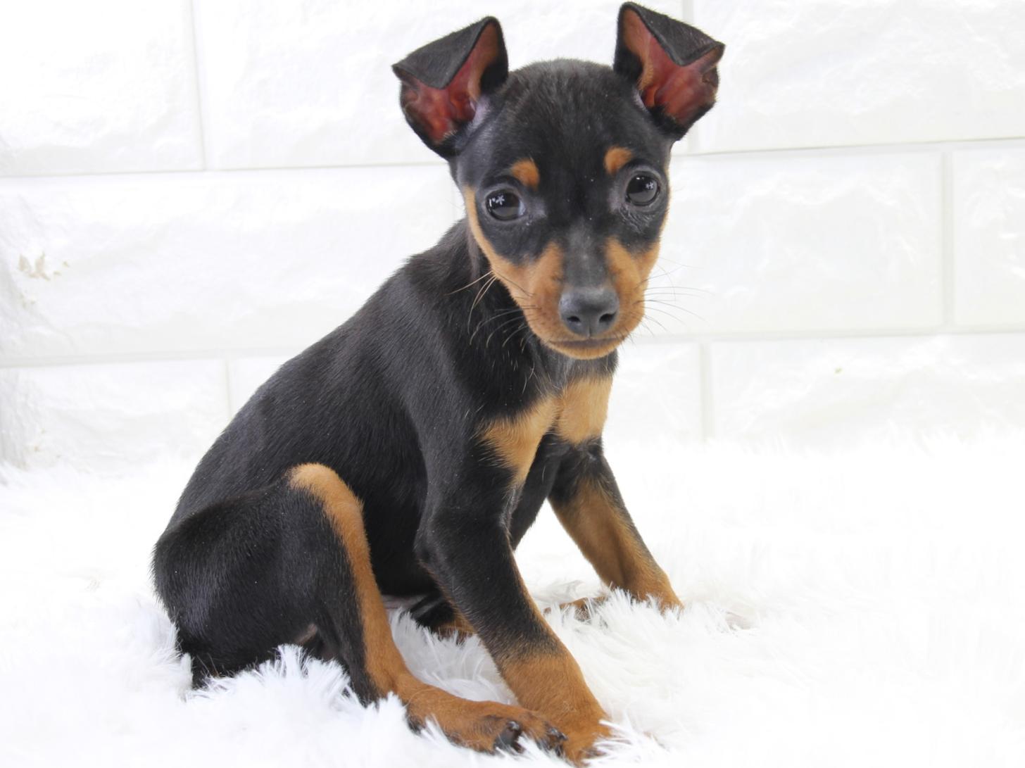 愛知県のミニチュアピンシャー (猫福家 名古屋南店/2025年12月9日生まれ/女の子/ブラックタン)の子犬の3枚目の画像