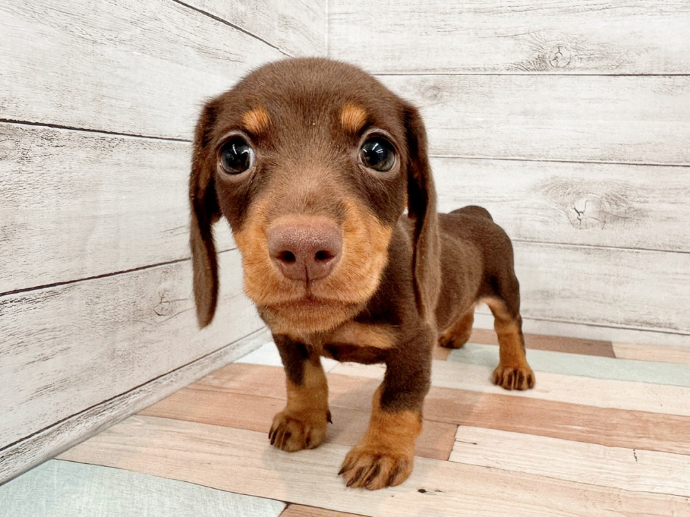 新潟県のミニチュアダックスフンドの子犬|ペットミー