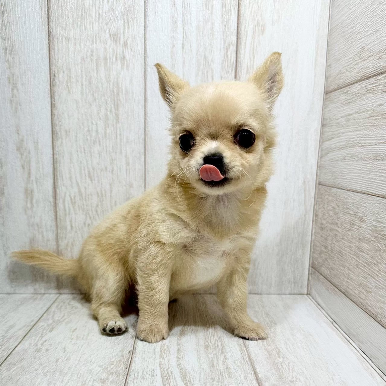 千葉県のチワワ(ロング) (ペピカファミリー松戸店/2025年12月13日生まれ/男の子/クリームホワイト)の子犬の2枚目の画像