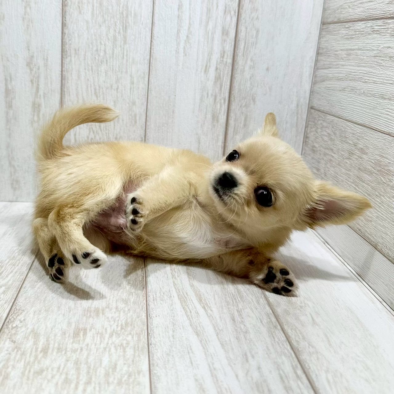 千葉県のチワワ(ロング) (ペピカファミリー松戸店/2025年12月13日生まれ/男の子/クリームホワイト)の子犬の3枚目の画像