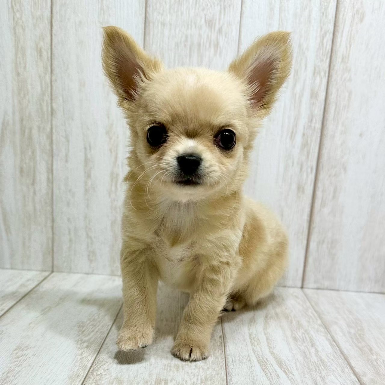 千葉県のチワワ(ロング) (ペピカファミリー松戸店/2025年12月13日生まれ/男の子/クリームホワイト)の子犬の4枚目の画像