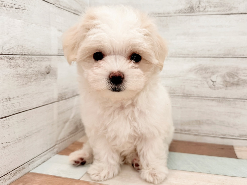 新潟県のマルチーズ (竹内ペット 新潟西店/2026年6月4日生まれ/女の子/ホワイト)の子犬の1枚目の画像