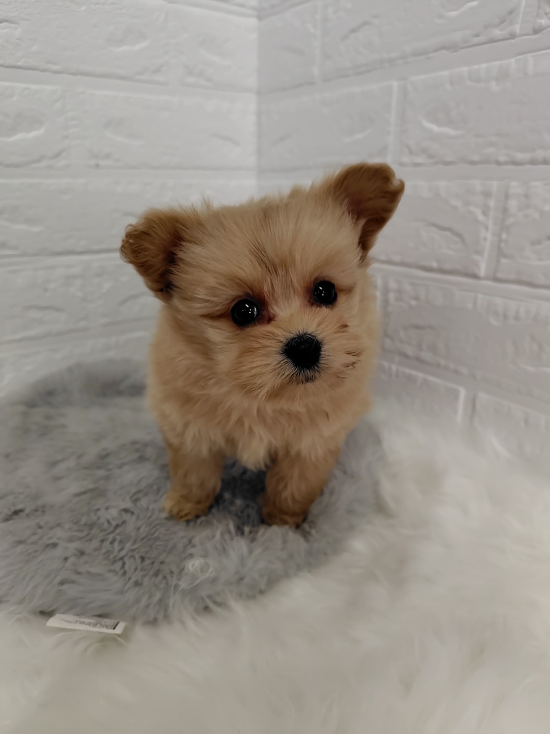 東京都のポメプー(ポメラニアン×プードル) (ペットショップcoco東京港区店/2025年9月16日生まれ/女の子/アプリコット)の子犬