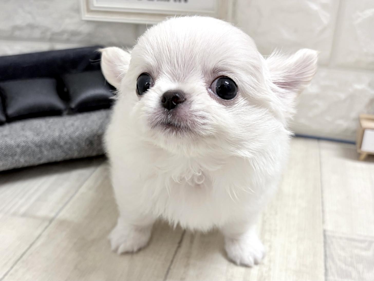 大阪府のチワワ(ロング) (DOGMAN平野瓜破店/2026年7月8日生まれ/男の子/ホワイト)の子犬の2枚目の画像