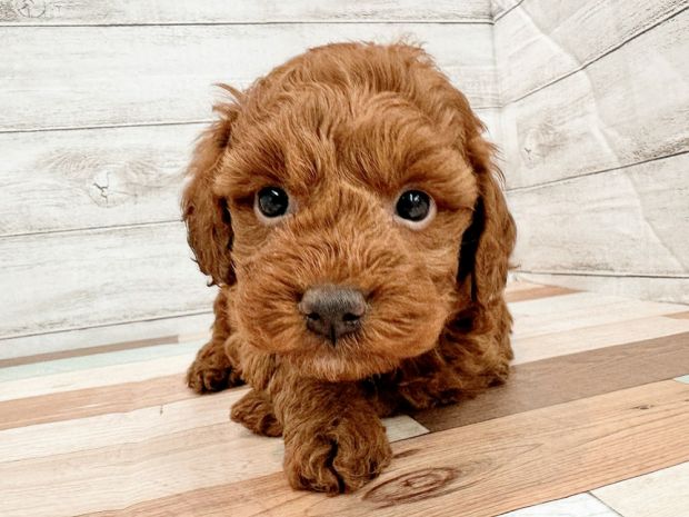 新潟県のトイプードル(トイ) (竹内ペット 新潟西店/2025年11月17日生まれ/女の子/レッド)の子犬