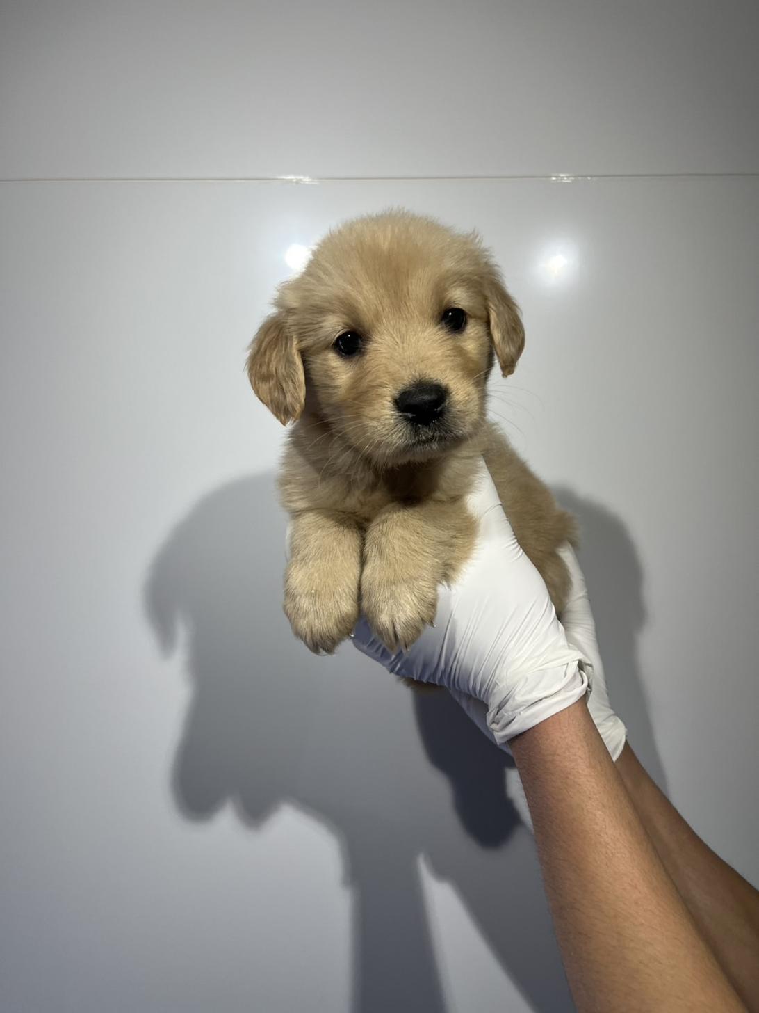 埼玉県のゴールデンレトリバー (ペッツスマイル加須インター店/2026年1月22日生まれ/女の子/ゴールデン)の子犬の1枚目の画像