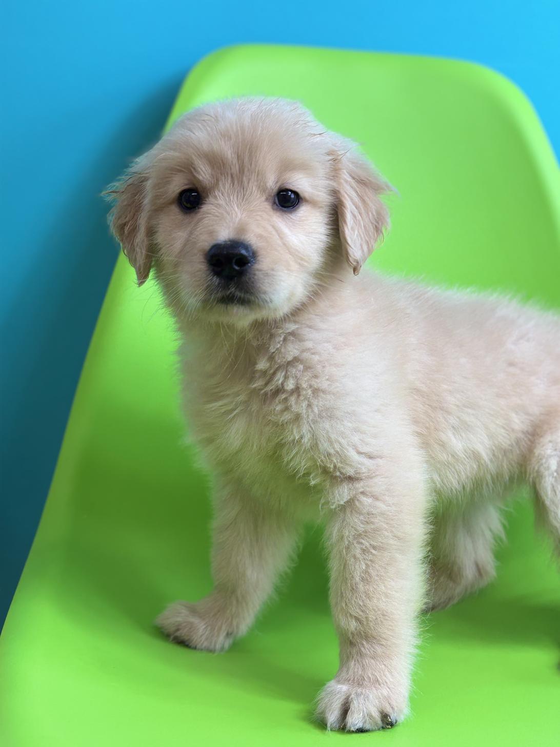 埼玉県のゴールデンレトリバー (ペッツスマイル加須インター店/2026年1月22日生まれ/女の子/ゴールデン)の子犬の1枚目の画像