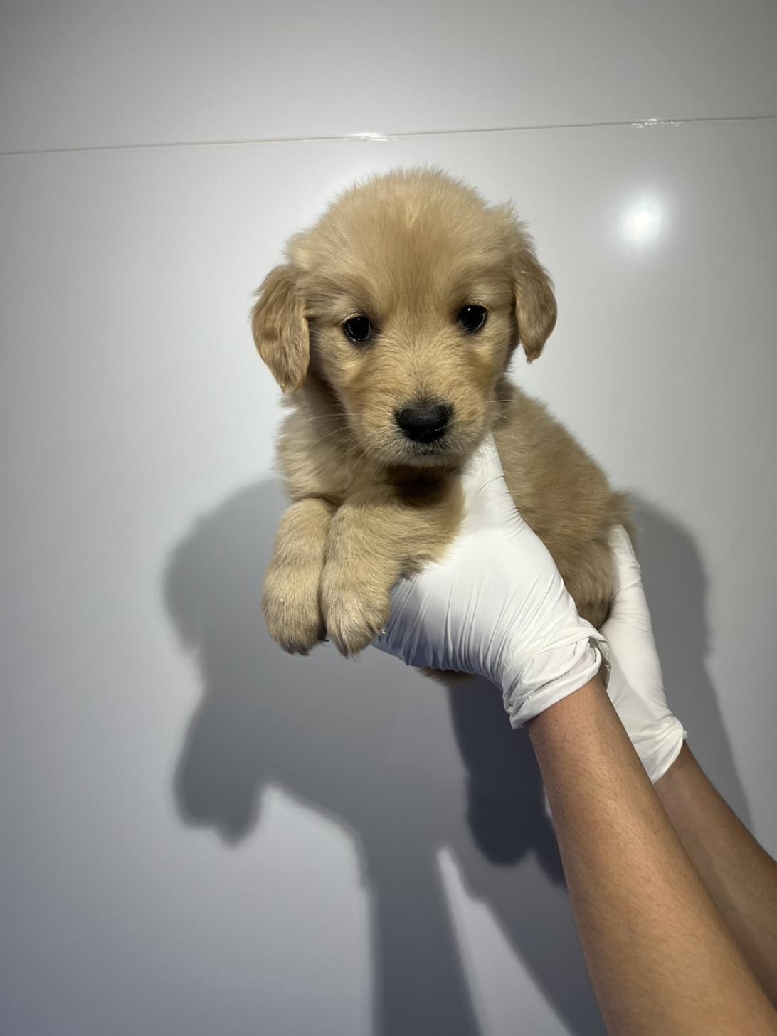 埼玉県のゴールデンレトリバー (ペッツスマイル加須インター店/2026年1月22日生まれ/女の子/ゴールデン)の子犬の2枚目の画像