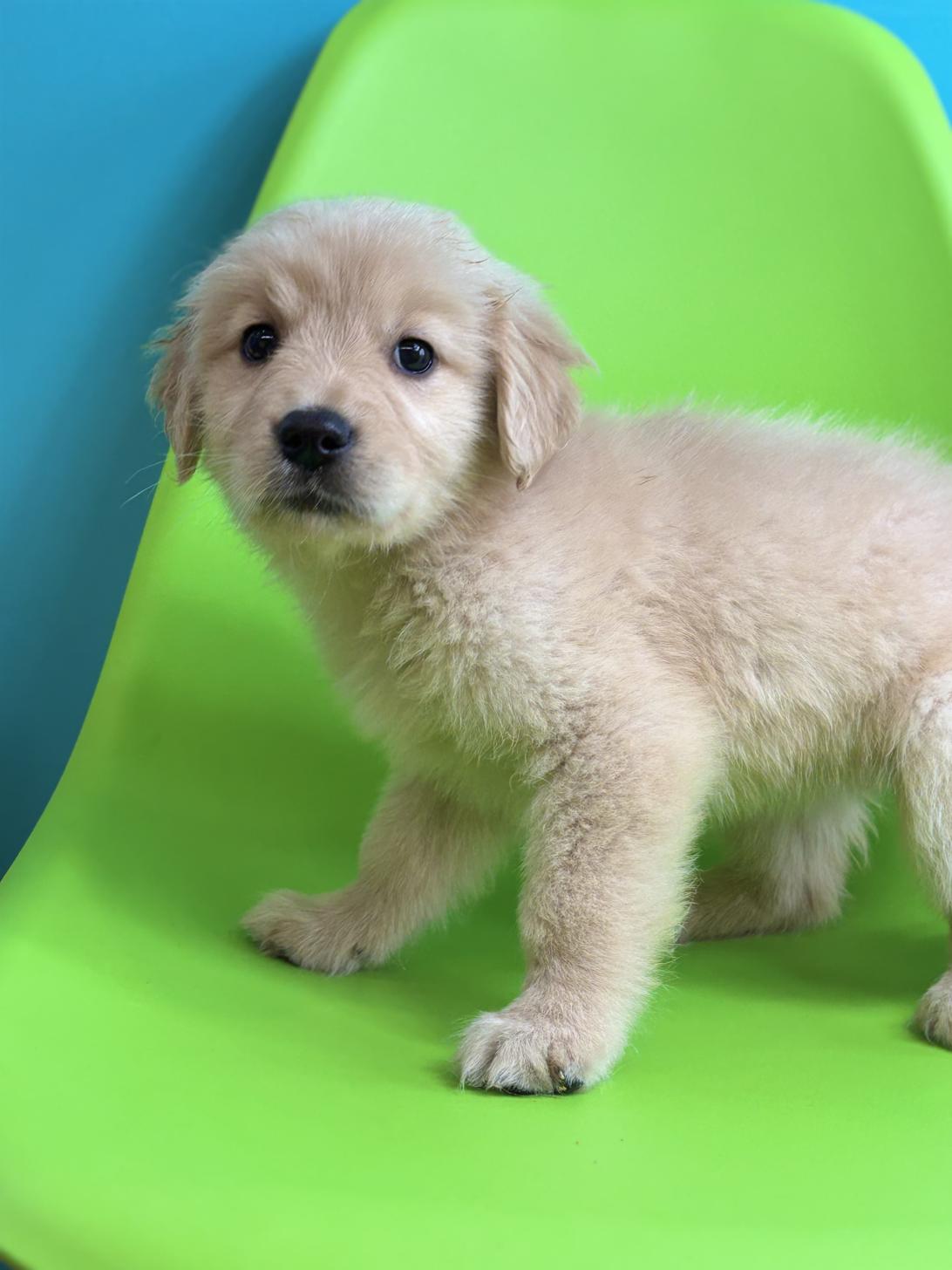 埼玉県のゴールデンレトリバー (ペッツスマイル加須インター店/2026年1月22日生まれ/女の子/ゴールデン)の子犬の2枚目の画像