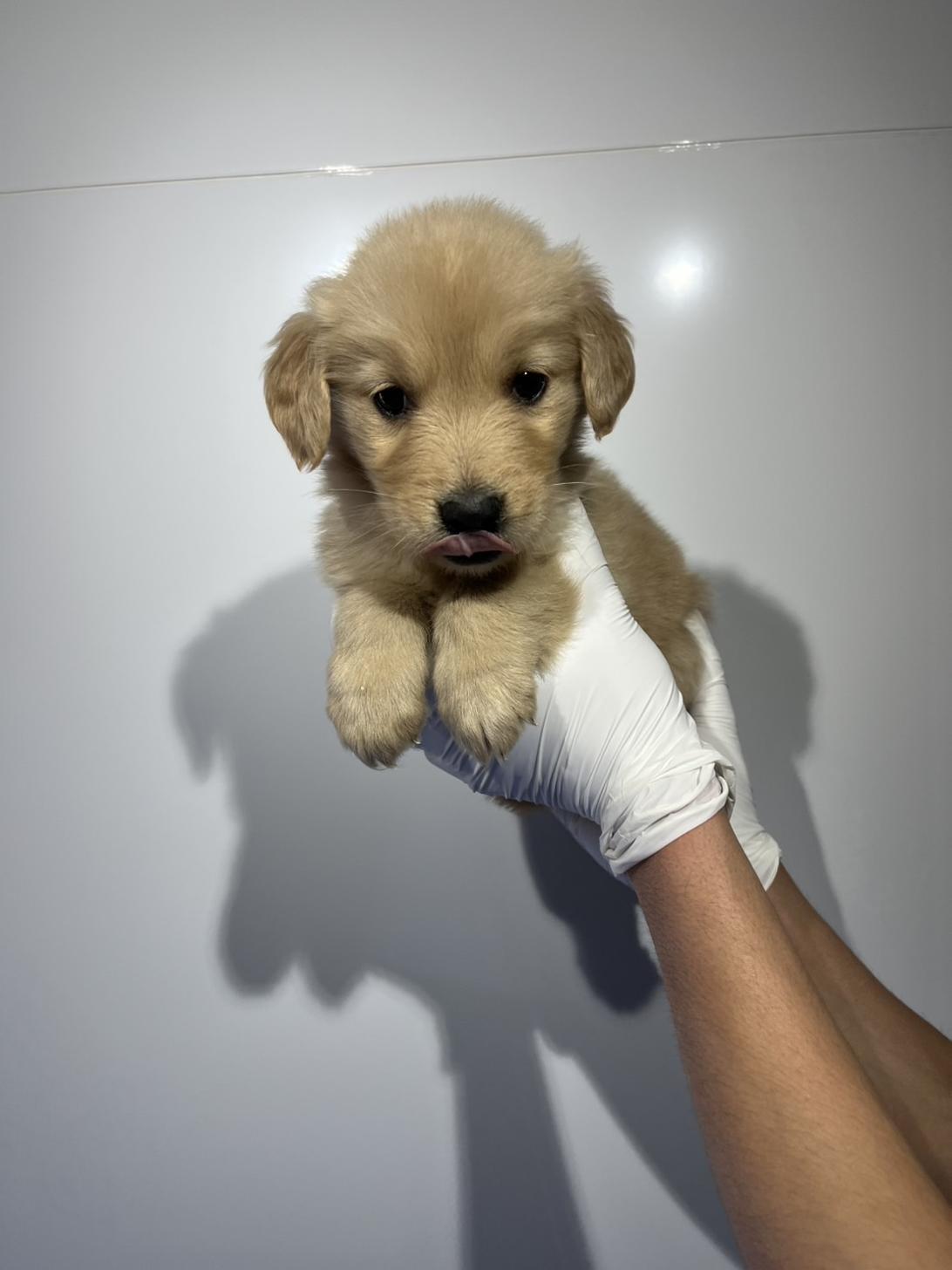 埼玉県のゴールデンレトリバー (ペッツスマイル加須インター店/2026年1月22日生まれ/女の子/ゴールデン)の子犬の3枚目の画像