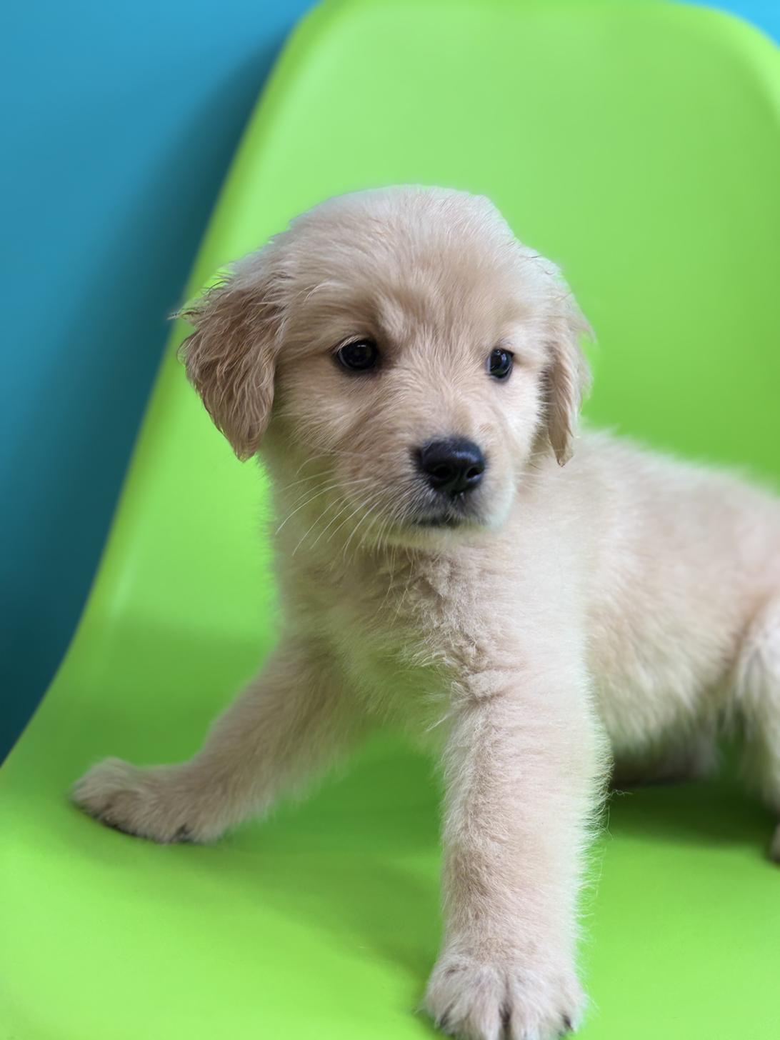 埼玉県のゴールデンレトリバー (ペッツスマイル加須インター店/2026年1月22日生まれ/女の子/ゴールデン)の子犬の3枚目の画像