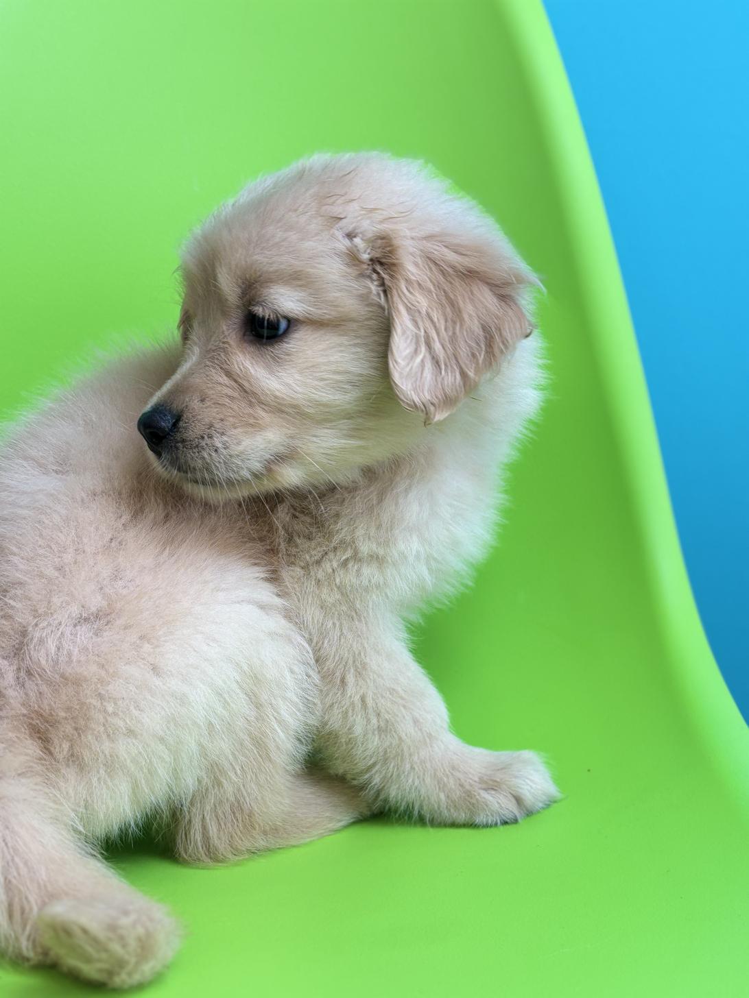 埼玉県のゴールデンレトリバー (ペッツスマイル加須インター店/2026年1月22日生まれ/女の子/ゴールデン)の子犬の4枚目の画像