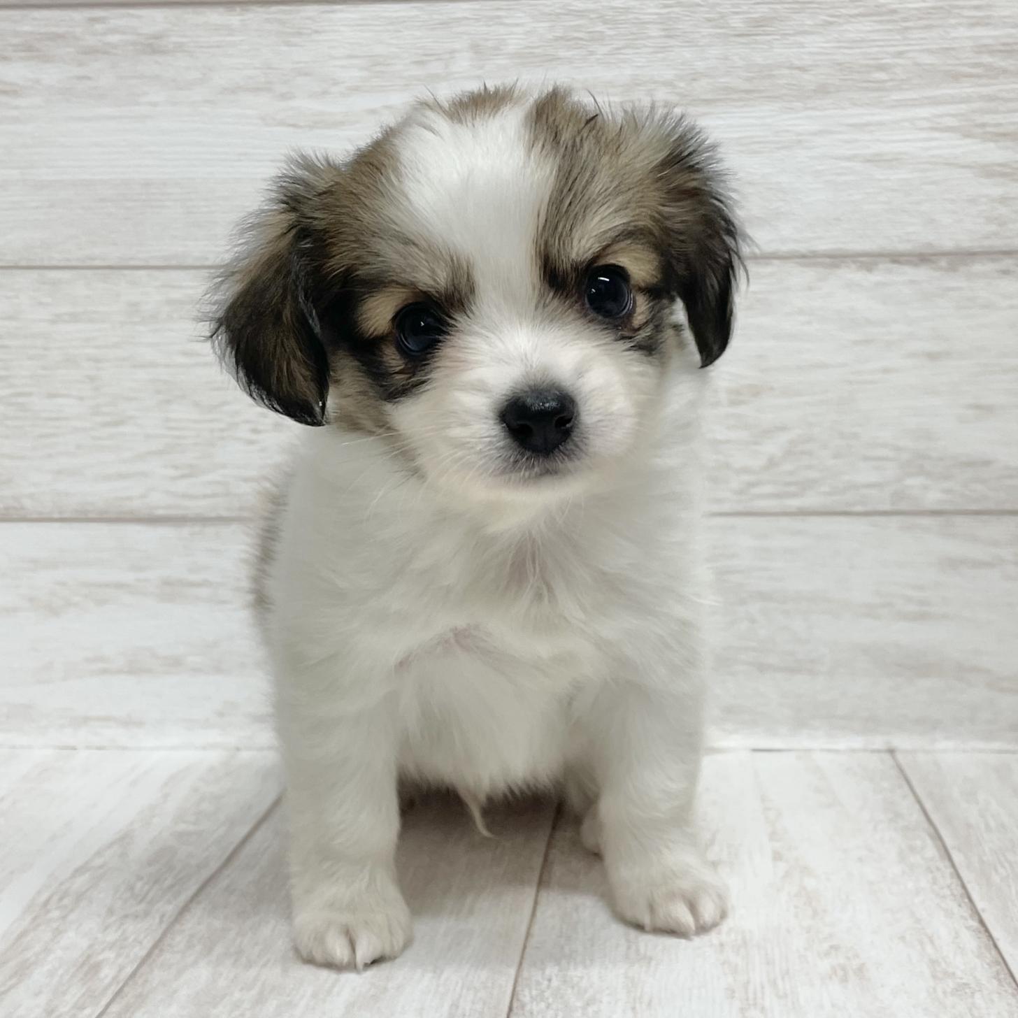 東京都のパピチー/チワパピ(パピヨン×チワワ) (ペピカファミリー水元店/2025年10月11日生まれ/男の子/ホワイトブラウン)の子犬の1枚目の画像