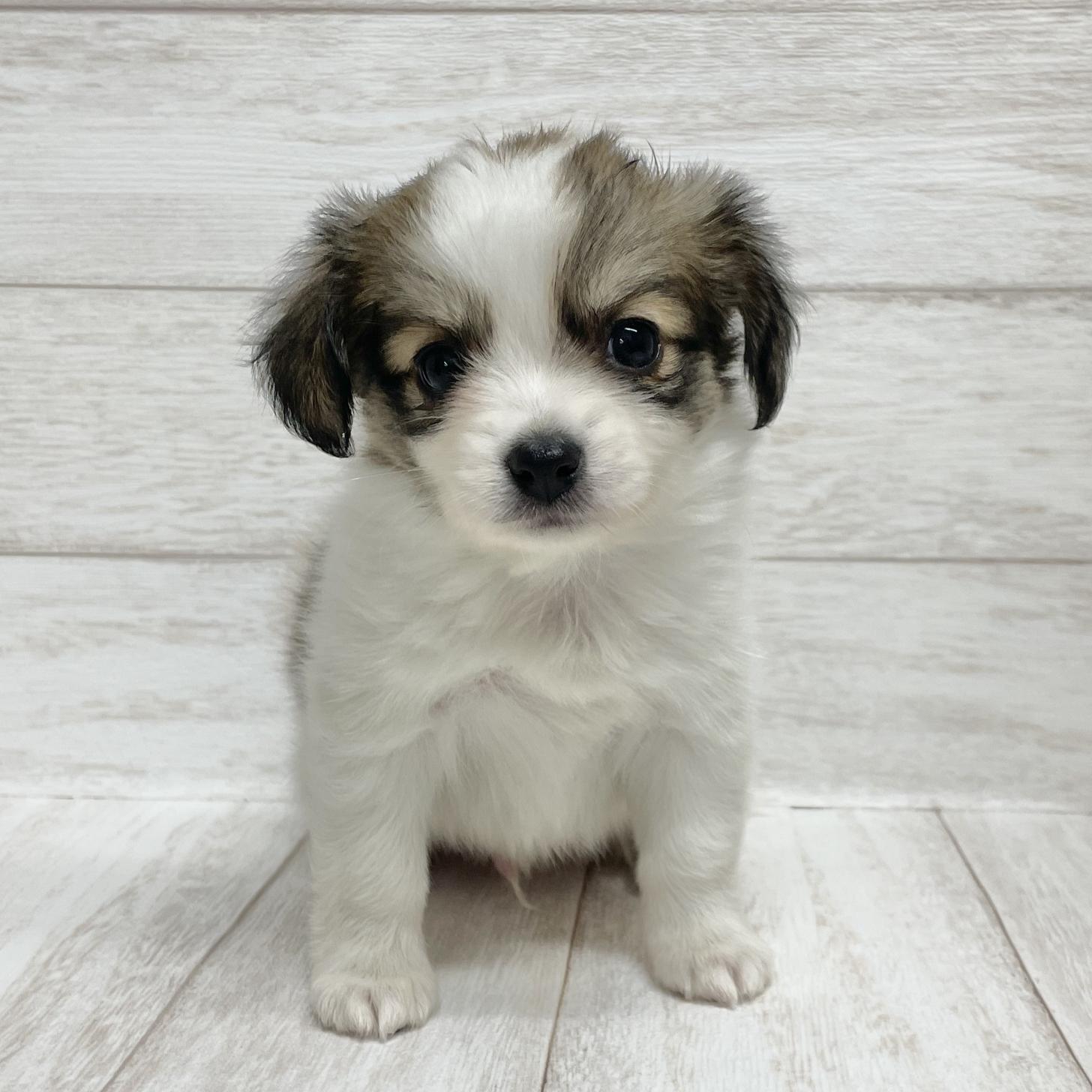 東京都のパピチー/チワパピ(パピヨン×チワワ) (ペピカファミリー水元店/2025年10月11日生まれ/男の子/ホワイトブラウン)の子犬の2枚目の画像