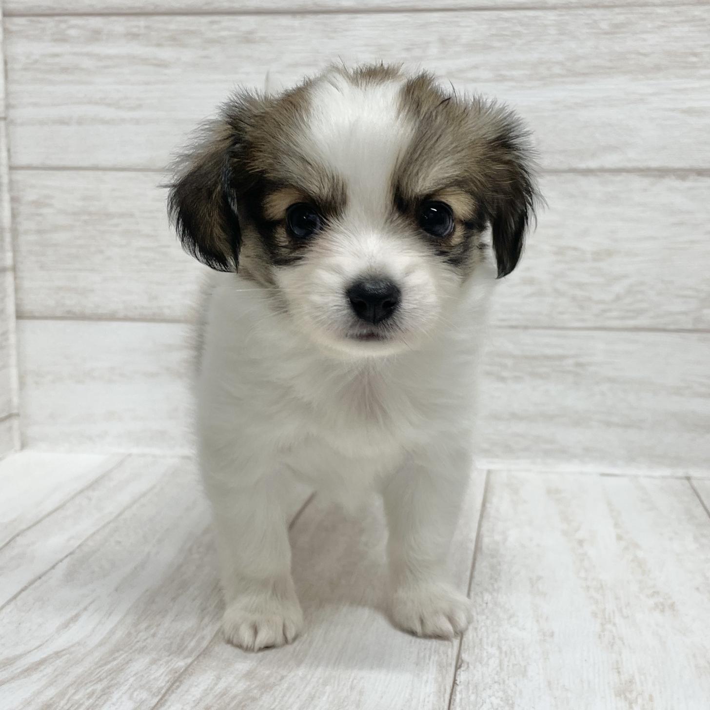 東京都のパピチー/チワパピ(パピヨン×チワワ) (ペピカファミリー水元店/2025年10月11日生まれ/男の子/ホワイトブラウン)の子犬の3枚目の画像