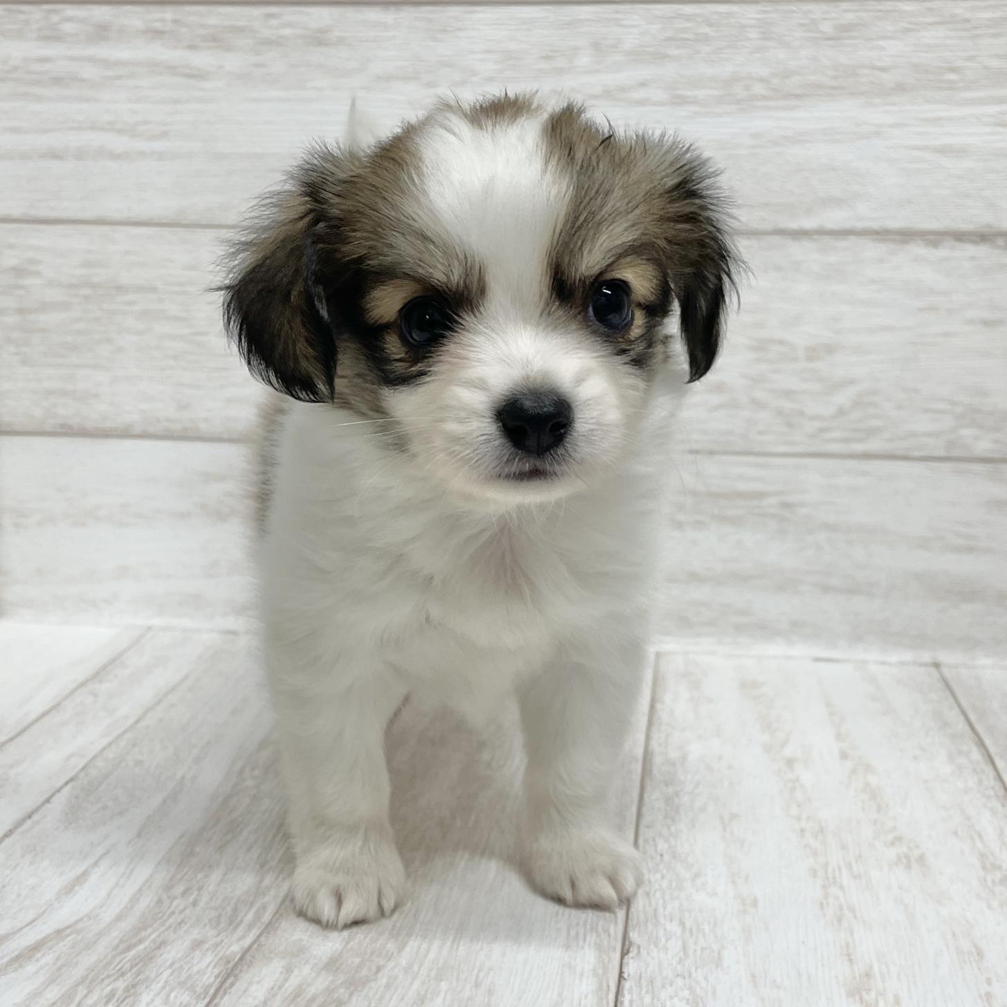 東京都のパピチー/チワパピ(パピヨン×チワワ) (ペピカファミリー水元店/2025年10月11日生まれ/男の子/ホワイトブラウン)の子犬の4枚目の画像