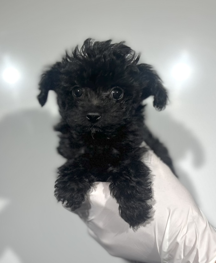 埼玉県のチワプー/プーチー(チワワ×プードル) (ペッツスマイル南中野店/2025年8月29日生まれ/男の子/ブラック)の子犬の1枚目の画像