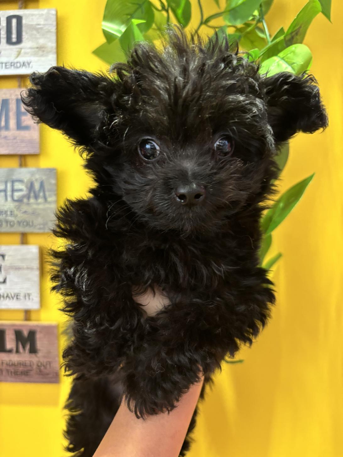 埼玉県のチワプー/プーチー(チワワ×プードル) (ペッツスマイル南中野店/2025年8月29日生まれ/男の子/ブラック)の子犬の1枚目の画像