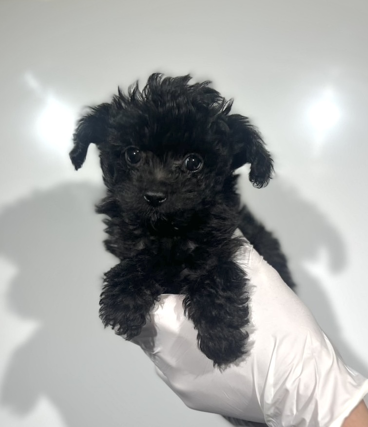 埼玉県のチワプー/プーチー(チワワ×プードル) (ペッツスマイル南中野店/2025年8月29日生まれ/男の子/ブラック)の子犬の2枚目の画像