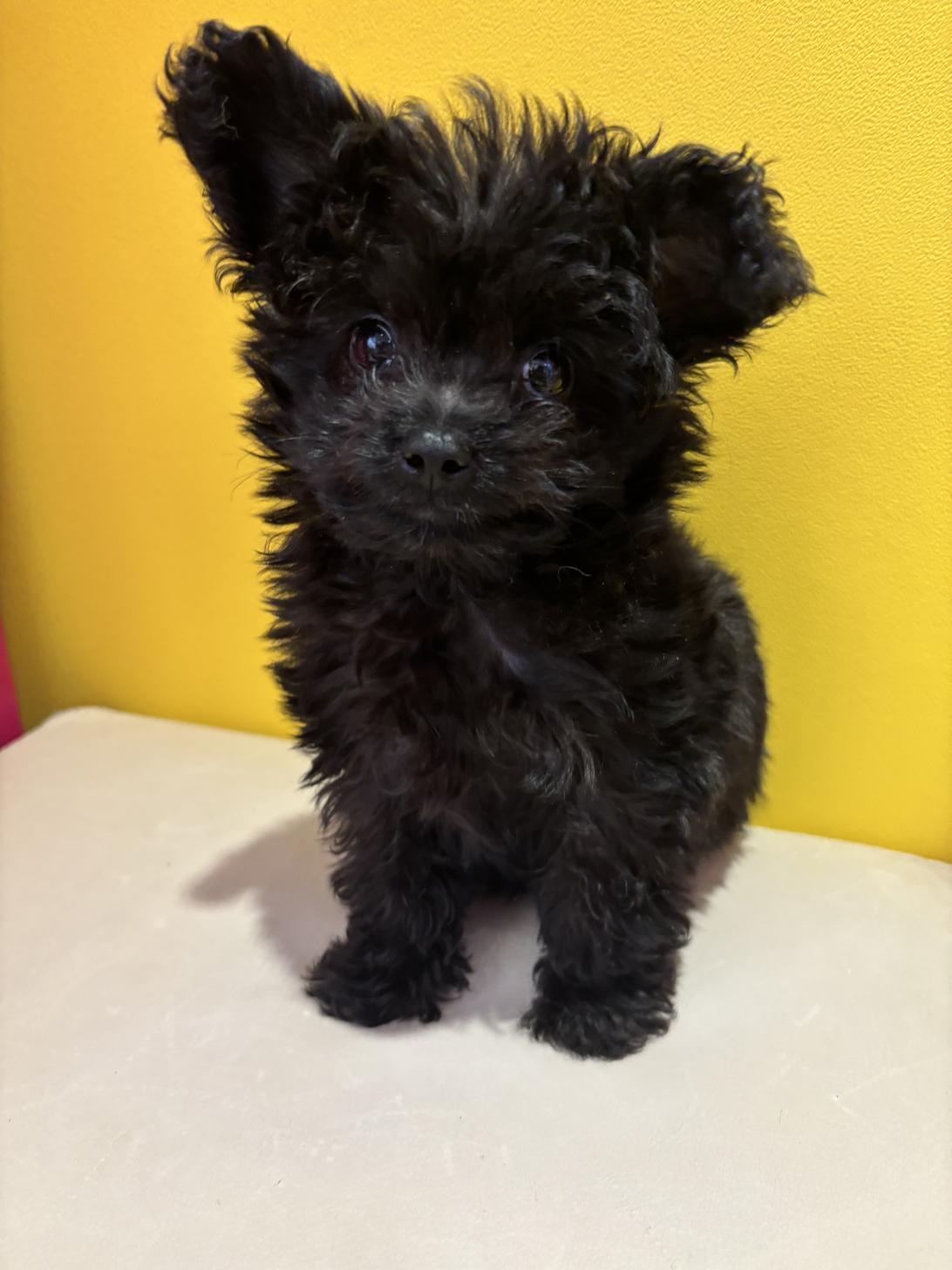 埼玉県のチワプー/プーチー(チワワ×プードル) (ペッツスマイル南中野店/2025年8月29日生まれ/男の子/ブラック)の子犬の2枚目の画像
