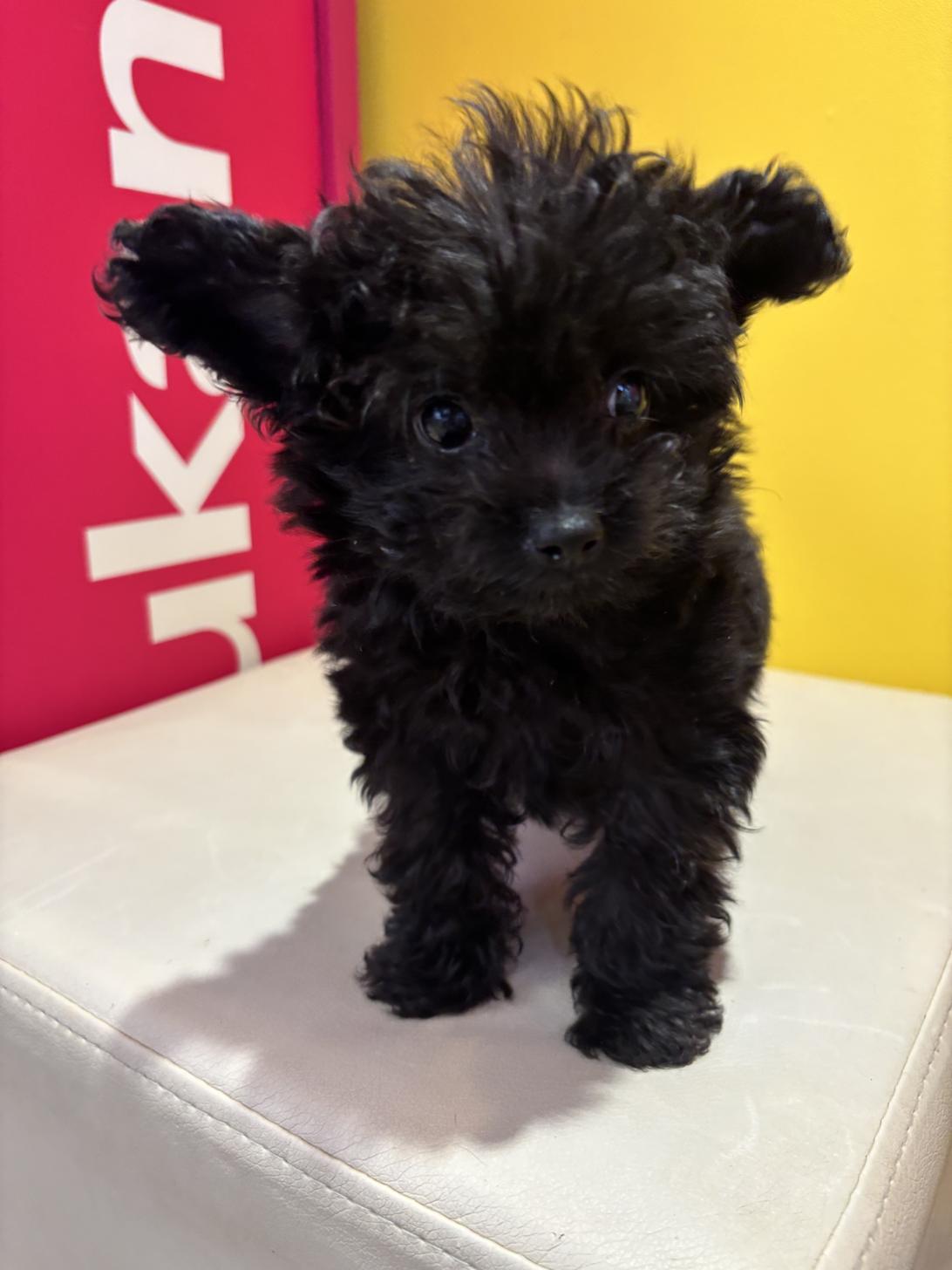 埼玉県のチワプー/プーチー(チワワ×プードル) (ペッツスマイル南中野店/2025年8月29日生まれ/男の子/ブラック)の子犬の3枚目の画像
