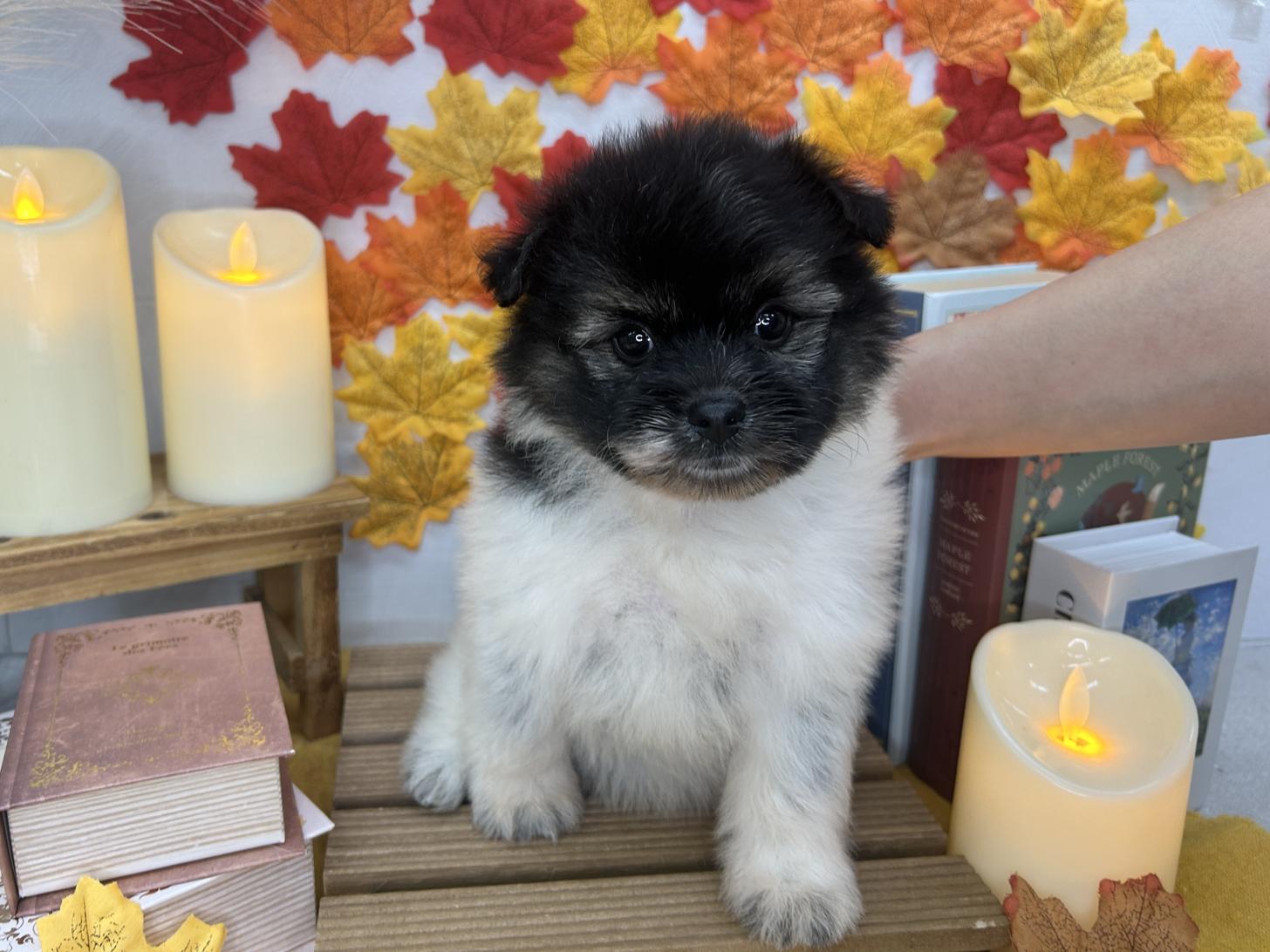 北海道のハーフ犬・ミックス犬 (ラブワンコ カインズ大曲店/2026年7月4日生まれ/女の子/ブラックホワイト)の子犬