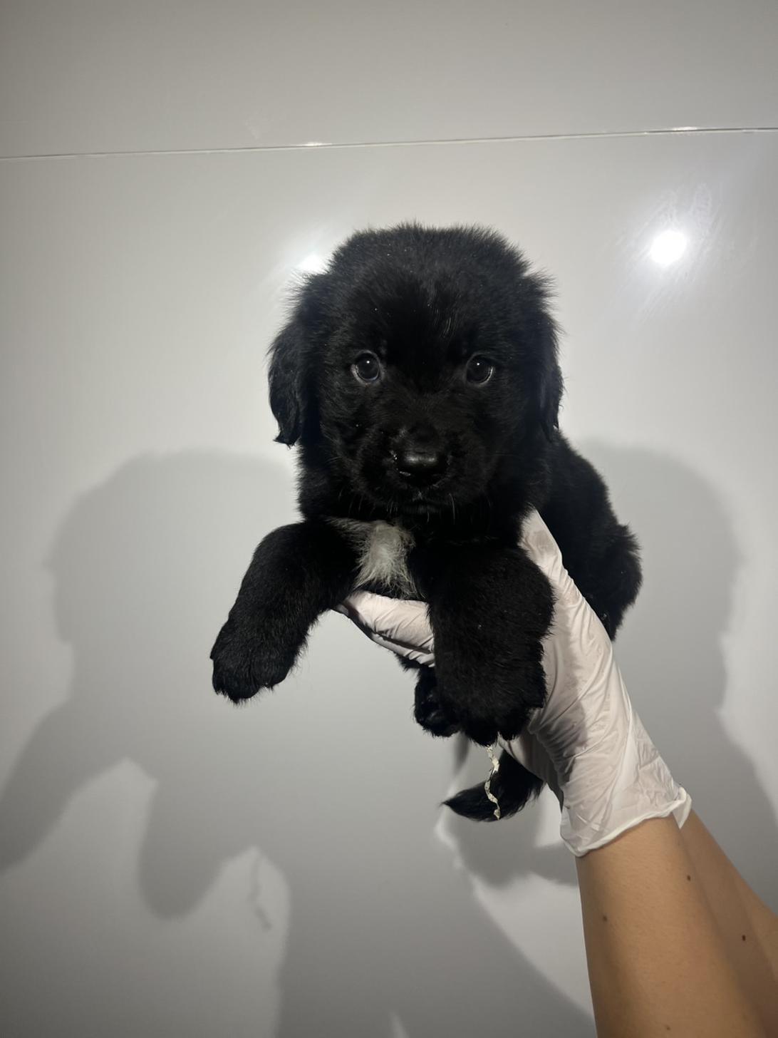 埼玉県のハーフ犬・ミックス犬 (ペッツスマイル加須インター店/2026年7月26日生まれ/男の子/ブラックホワイト)の子犬の1枚目の画像