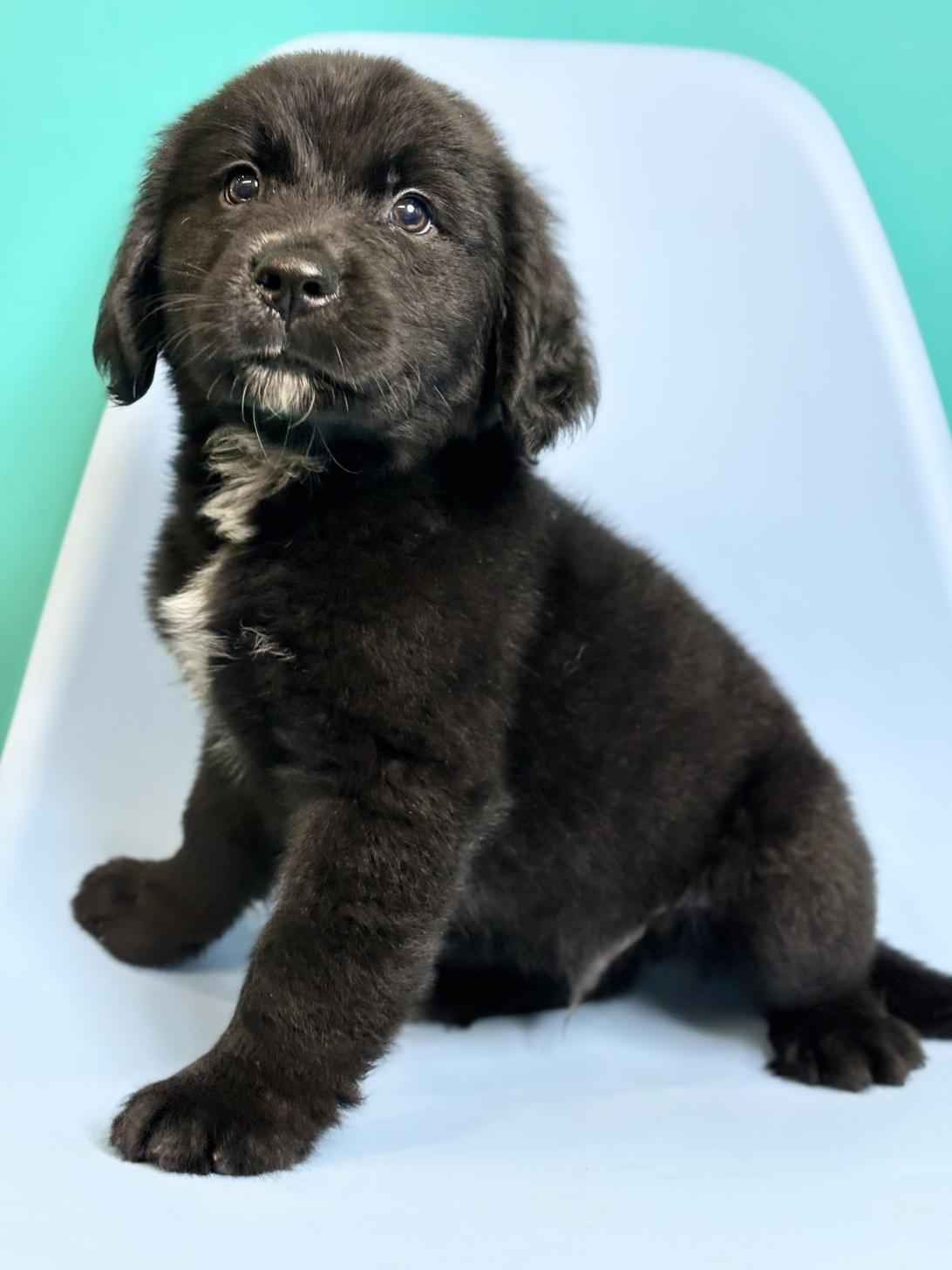 埼玉県のハーフ犬・ミックス犬 (ペッツスマイル加須インター店/2026年7月26日生まれ/男の子/ブラックホワイト)の子犬の1枚目の画像