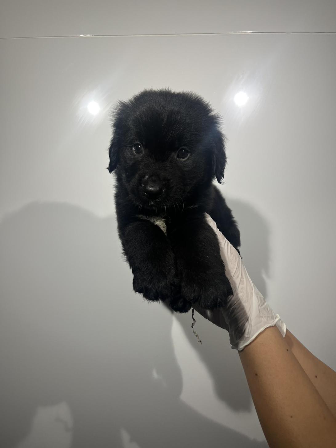 埼玉県のハーフ犬・ミックス犬 (ペッツスマイル加須インター店/2026年7月26日生まれ/男の子/ブラックホワイト)の子犬の2枚目の画像