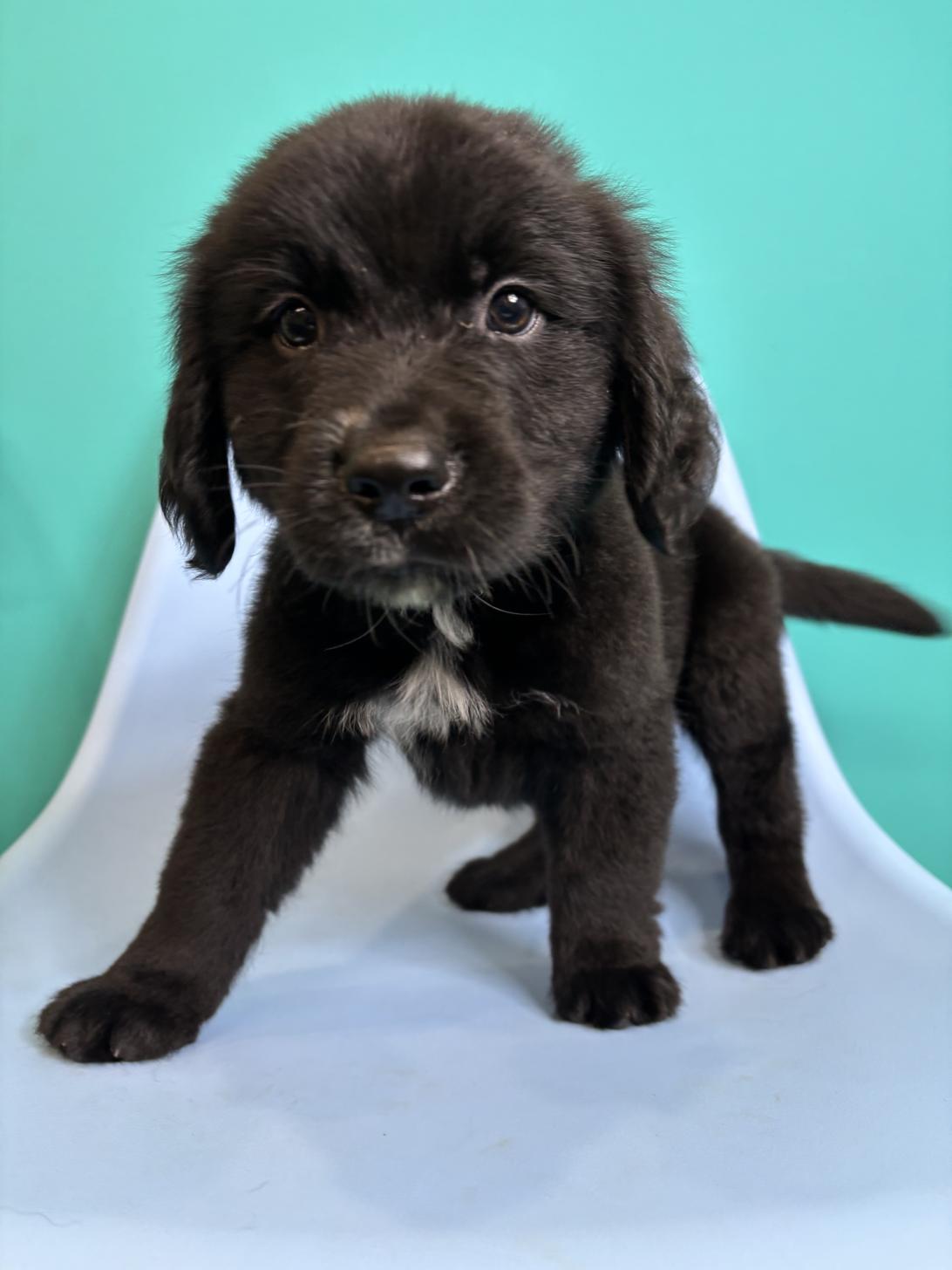埼玉県のハーフ犬・ミックス犬 (ペッツスマイル加須インター店/2026年7月26日生まれ/男の子/ブラックホワイト)の子犬の2枚目の画像