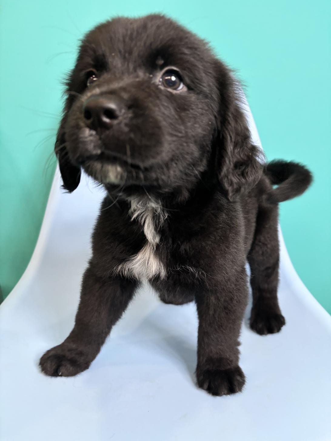 埼玉県のハーフ犬・ミックス犬 (ペッツスマイル加須インター店/2026年7月26日生まれ/男の子/ブラックホワイト)の子犬の3枚目の画像
