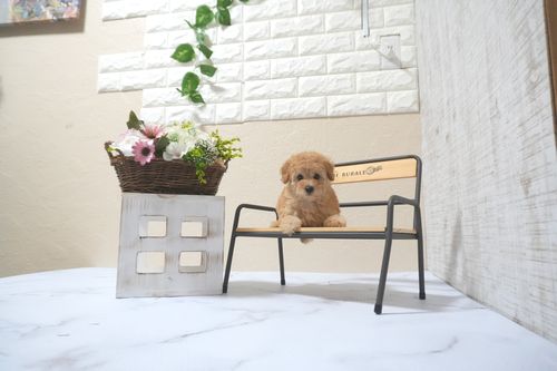 滋賀県のトイプードル(トイ) (いっぷく湖南店/2025年5月9日生まれ/女の子/レッドフォーン)の子犬の2枚目の画像