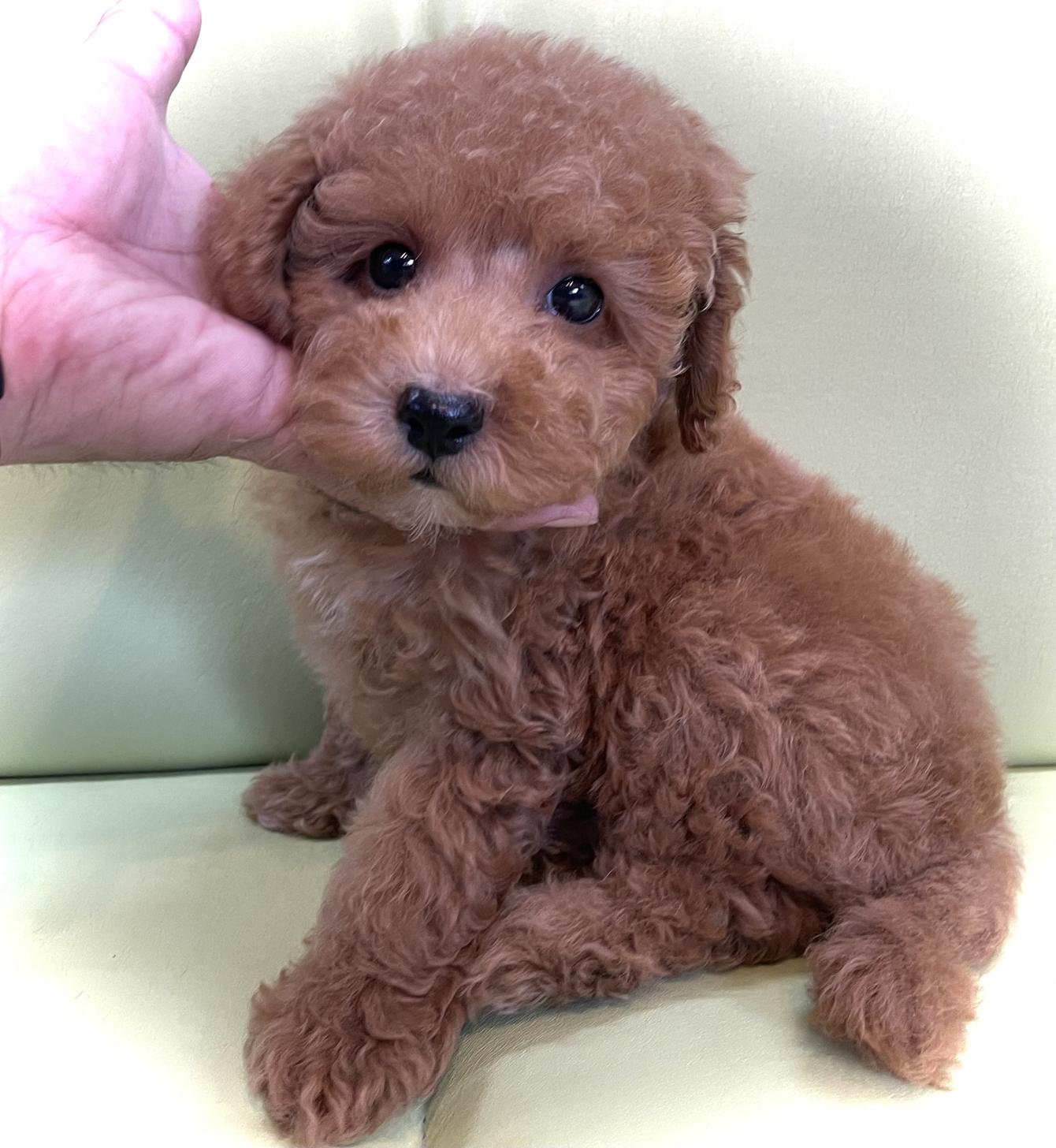 神奈川県のタイニープードル (Puppyカフェ/2025年5月22日生まれ/男の子/レッド)の子犬の1枚目の画像